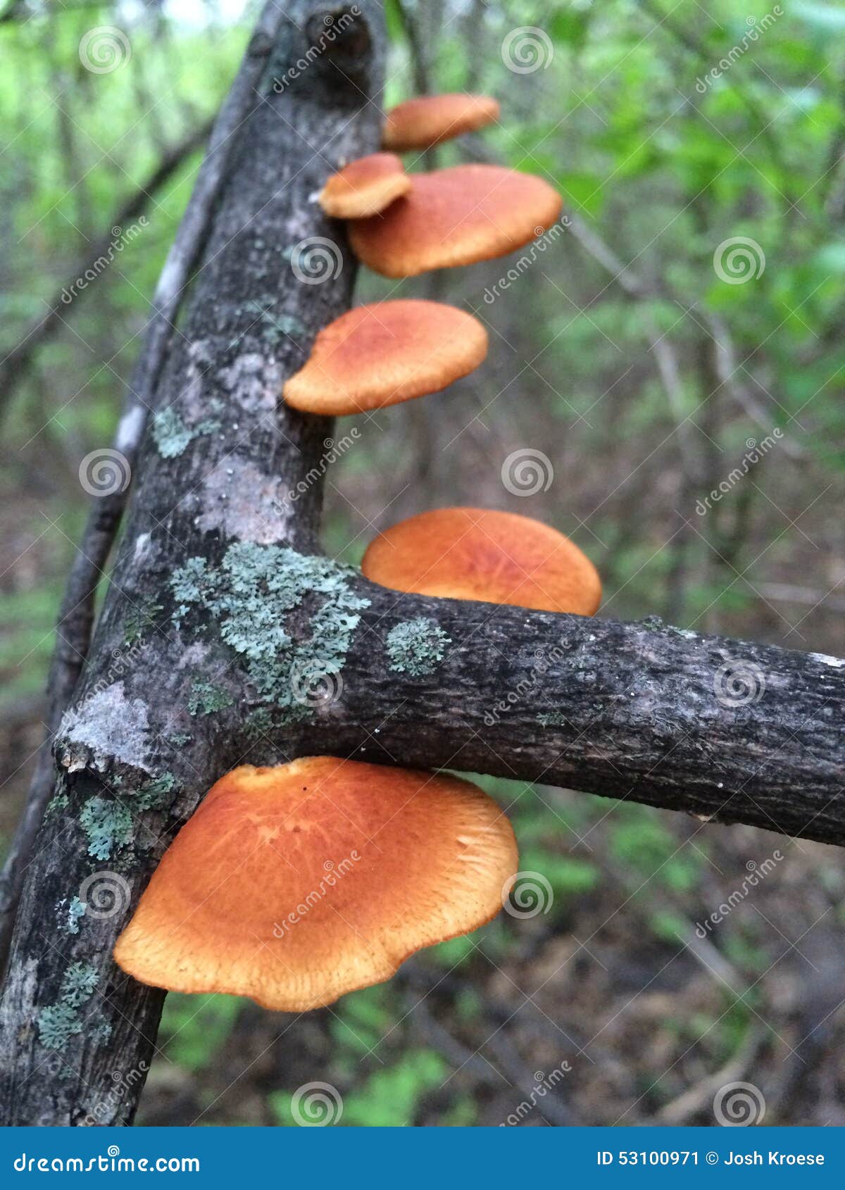 Mushrooms in Missouri Woods Stock Image Image of redish, mushrooms