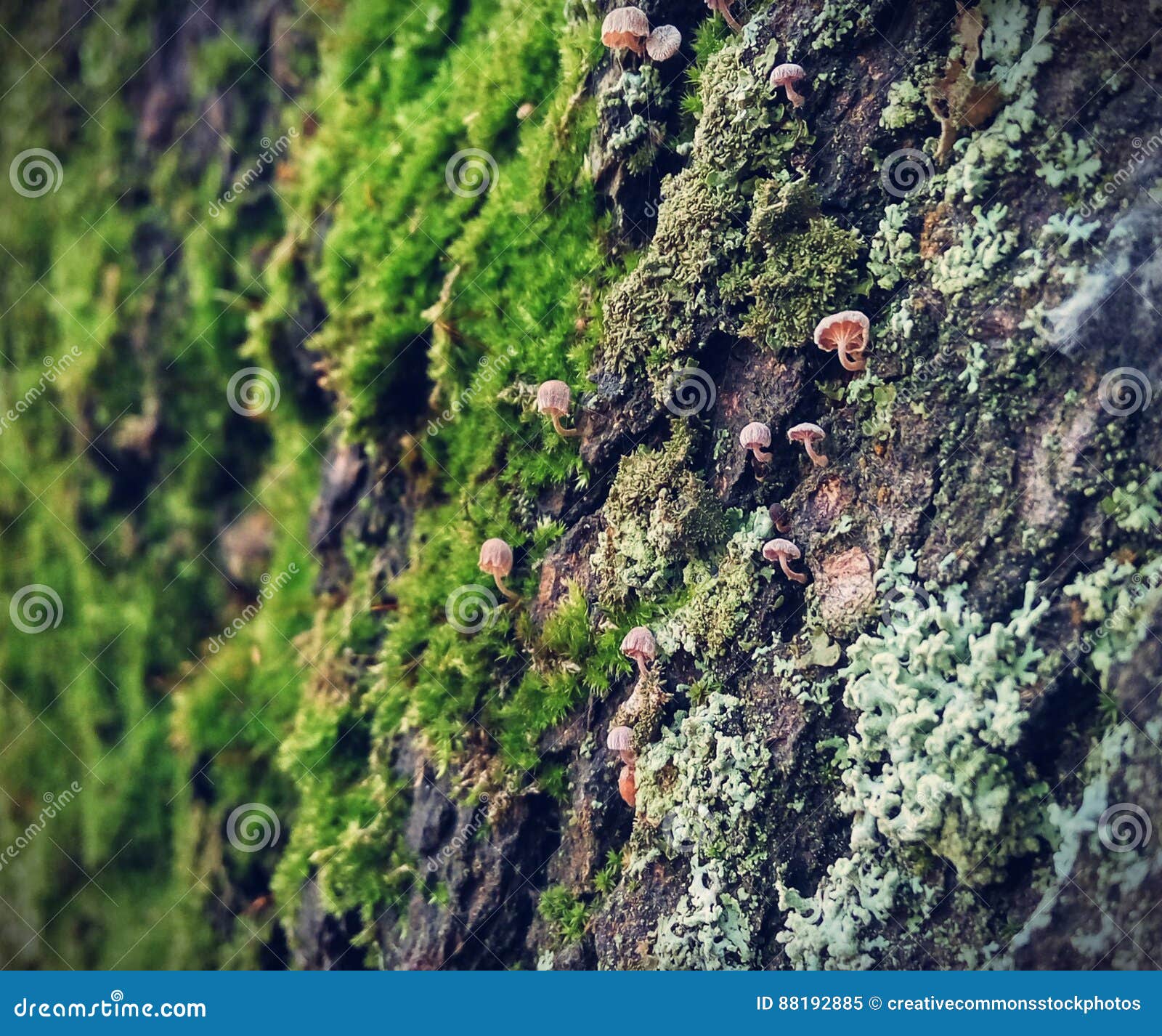 Mushrooms And Moss On Rock Picture. Image 88192885