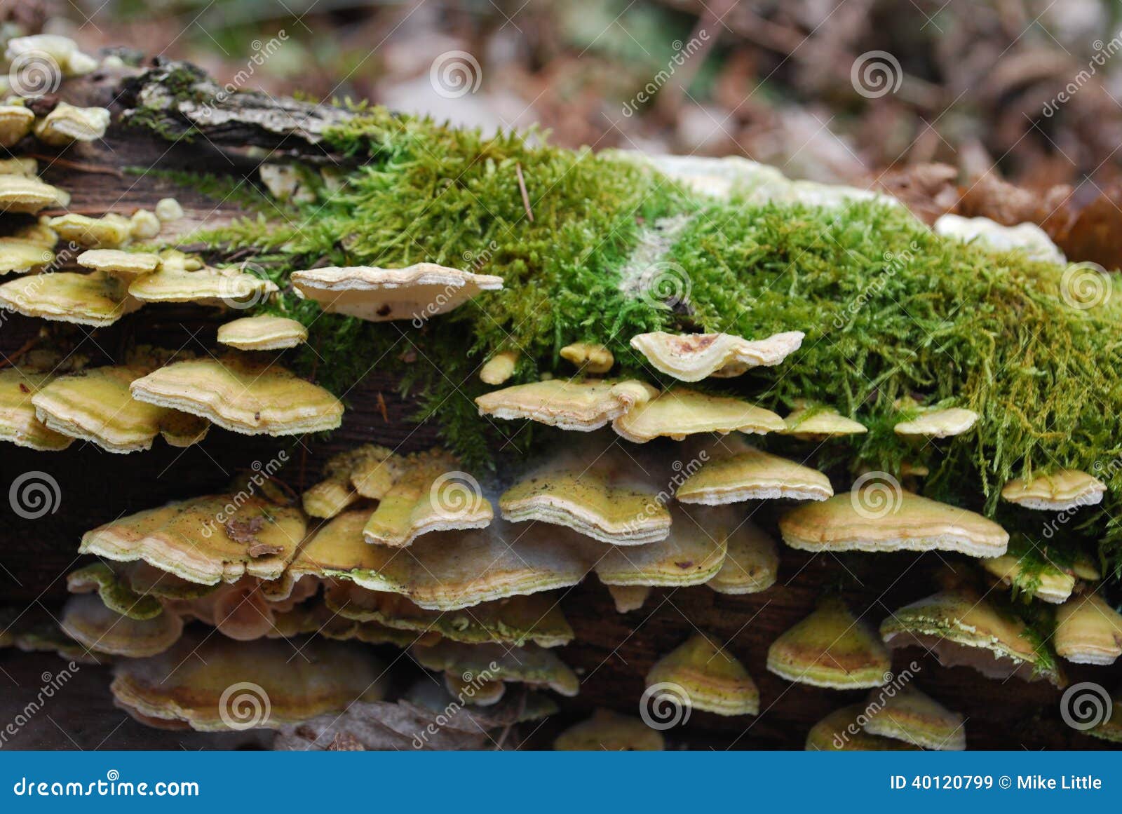 Mushrooms on a Mossy Log stock image. Image of shot, trees 40120799