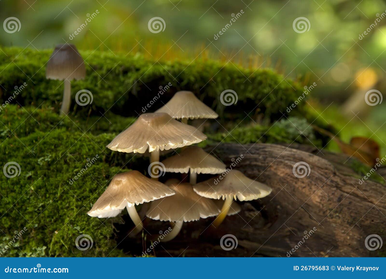 Mushrooms on mossy tree stock image. Image of fungus 26795683