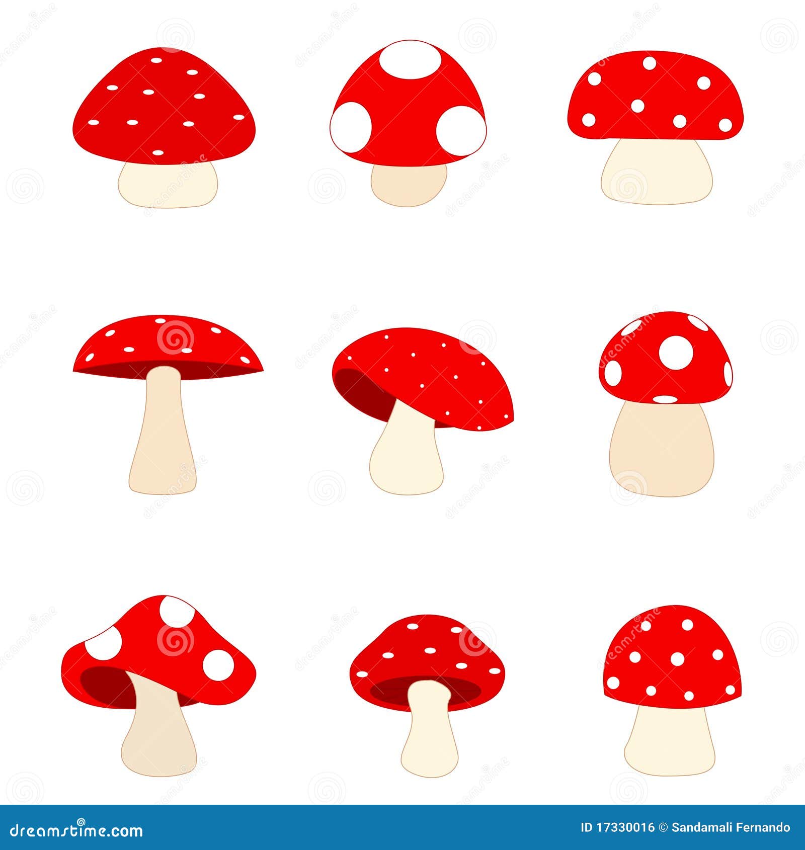 mushrooms / mushroom