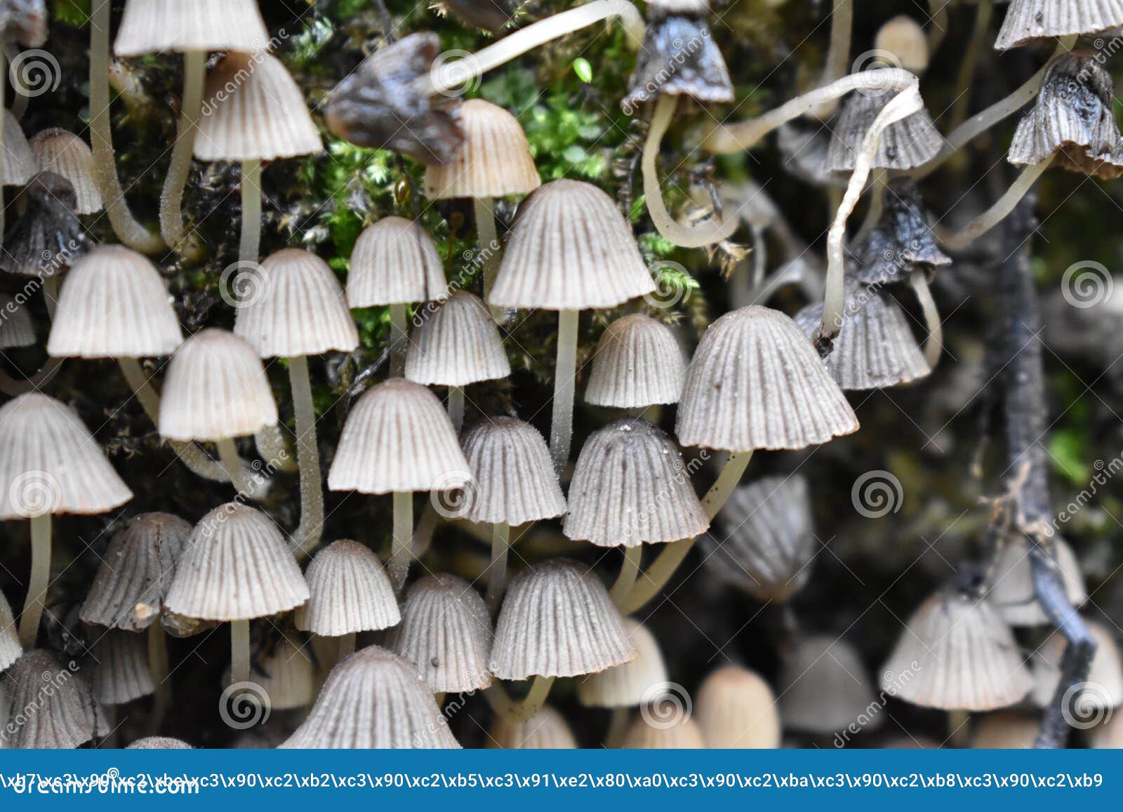 mushrooms-a mysterious and still unexplored species of living organisms