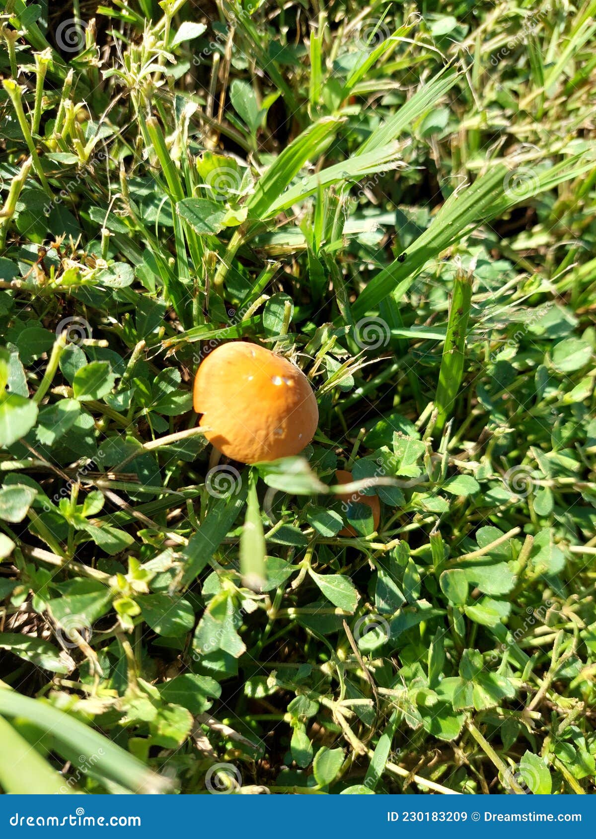 Mushrooms natural FL stock image. Image of grow, natural 230183209