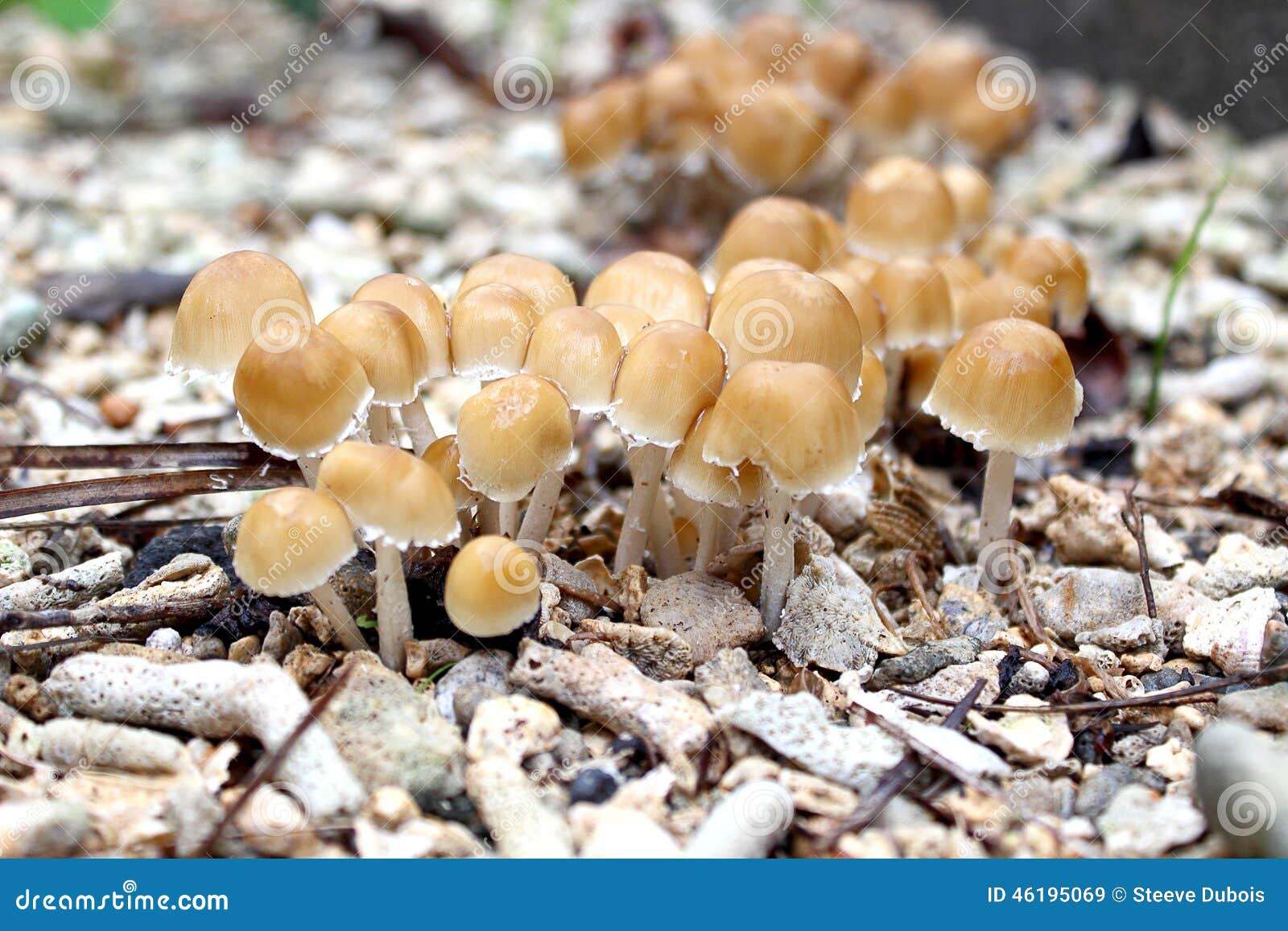 Mushrooms after the rain stock image. Image of vegetation 46195069