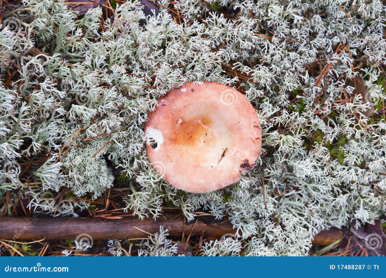 Mushrooms and Reindeer Moss Stock Image Image of reindeer, wilderness