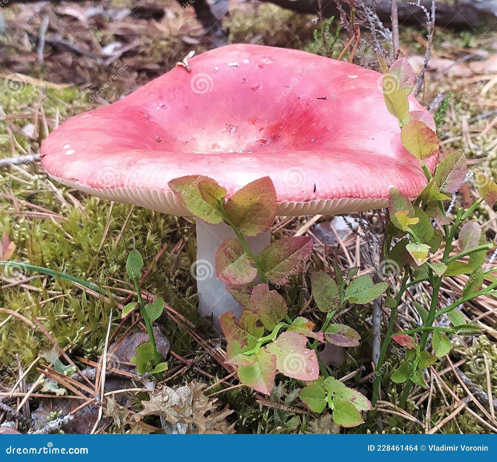 Mushrooms of Russia Red Syroezhka Stock Photo Image of blood, moss