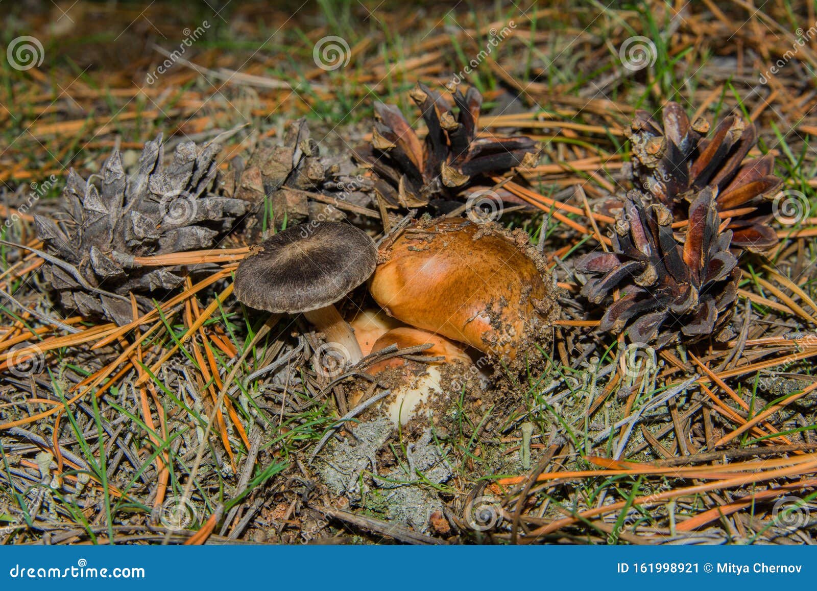 mushrooms suillus luteus and tricholoma triste and cones in the pine forest. mushrooms closeup.