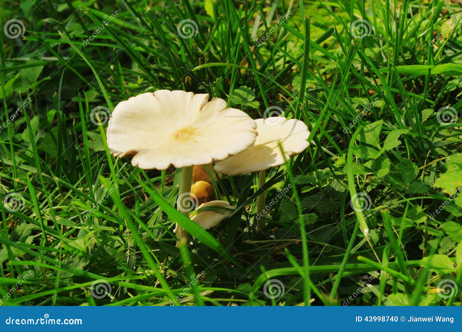 mushrooms