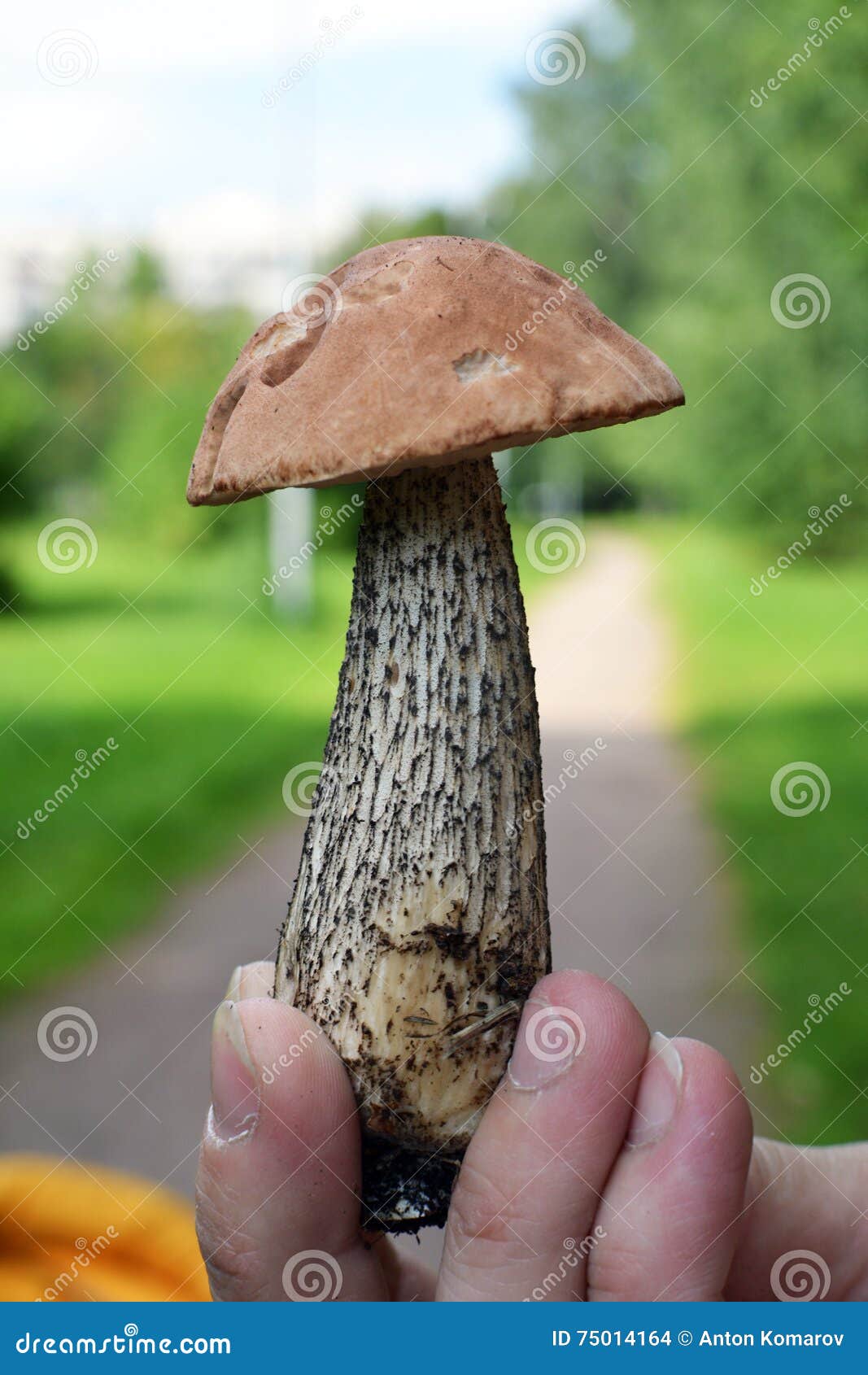 Mushrooms stock photo. Image of mushroom, forest, walk 75014164