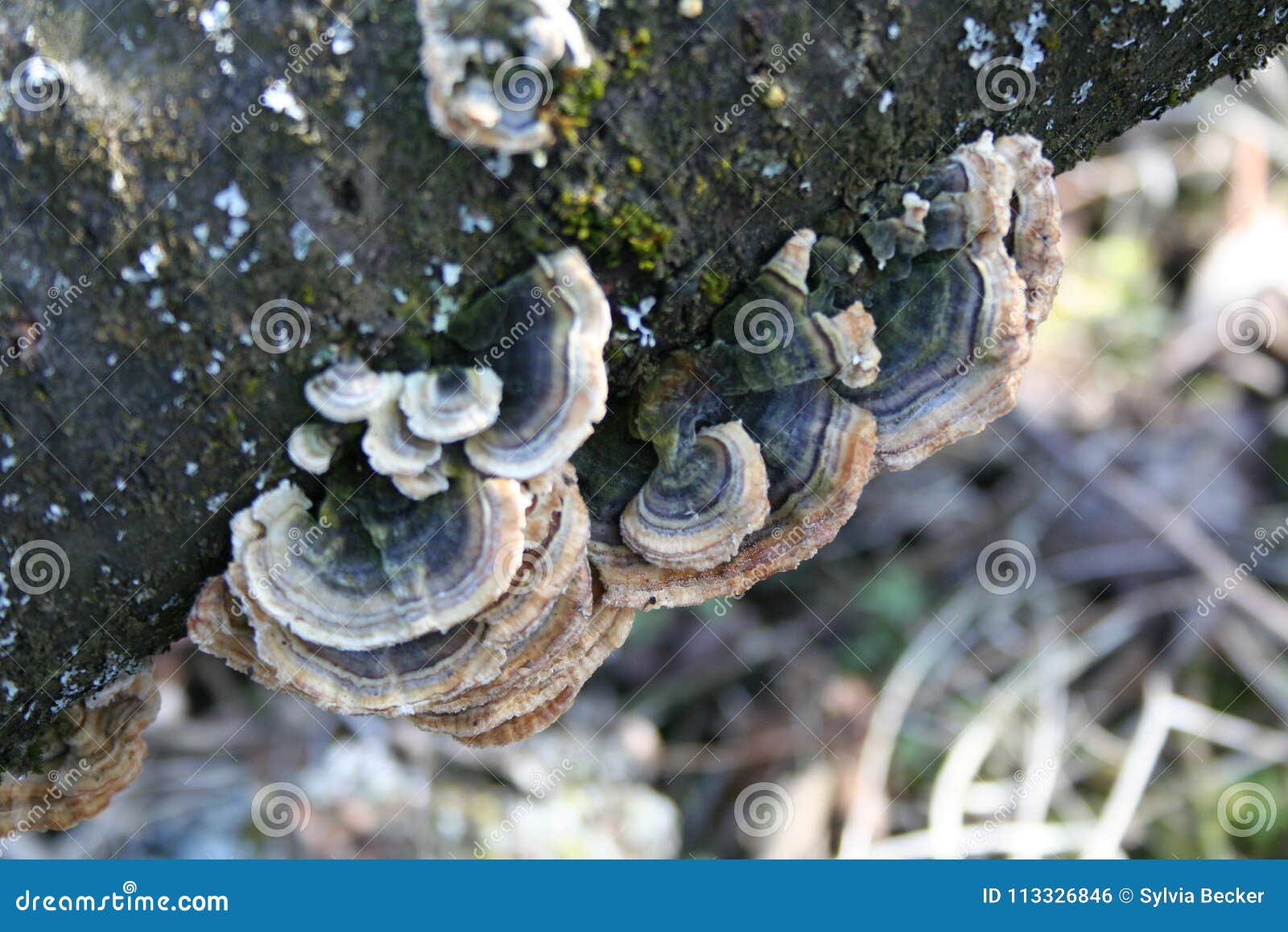 mushrooms on a treetrunk