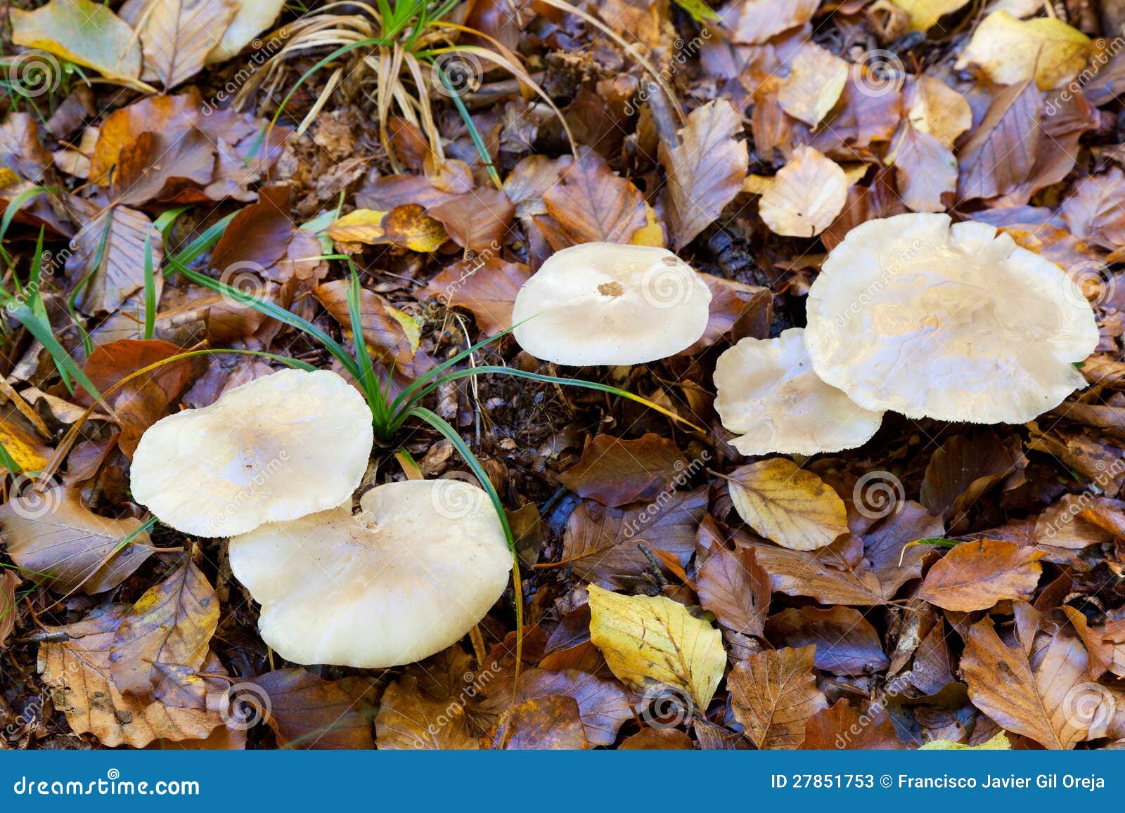 mushrooms in urbasa