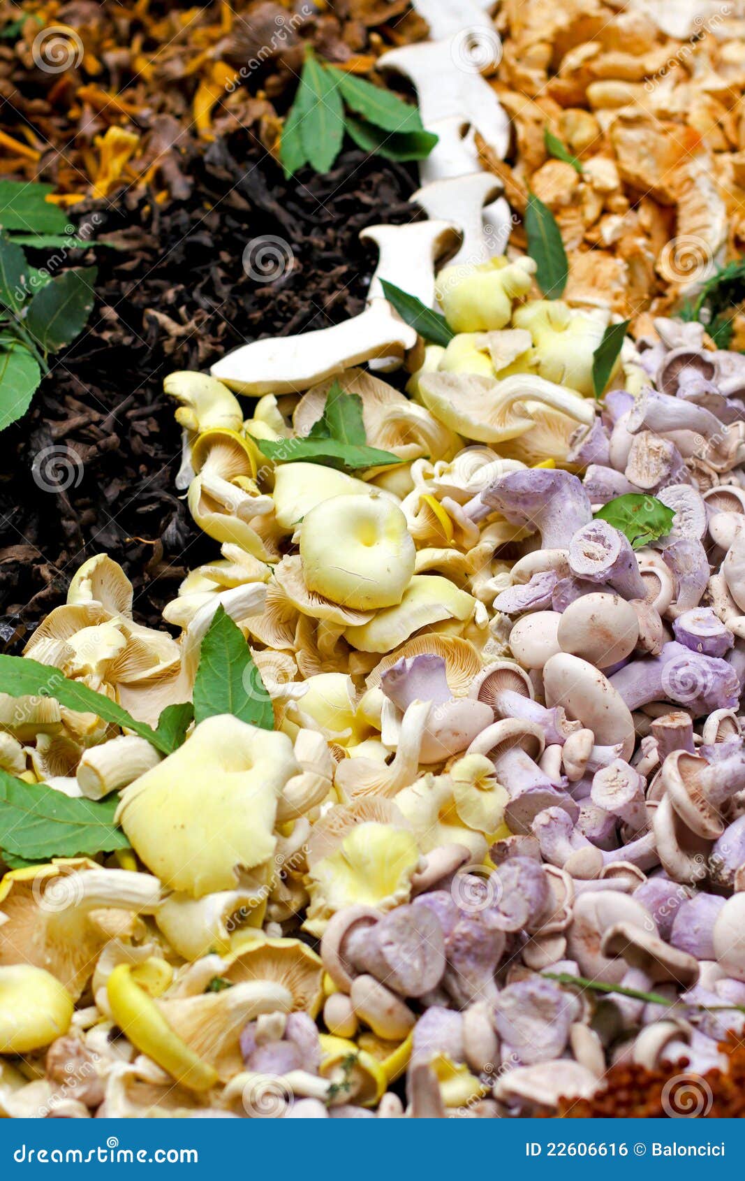 SF Unpeeled Straw Mushroom