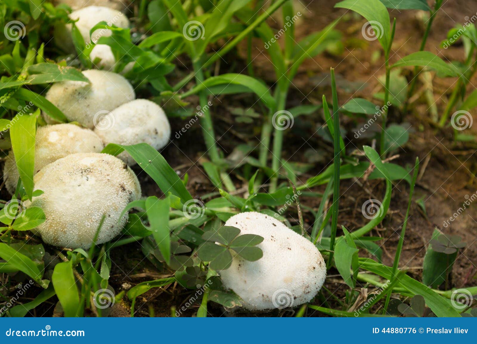 Mushrooms Stock Photo Image Of Fresh Green Mushroom 44880776