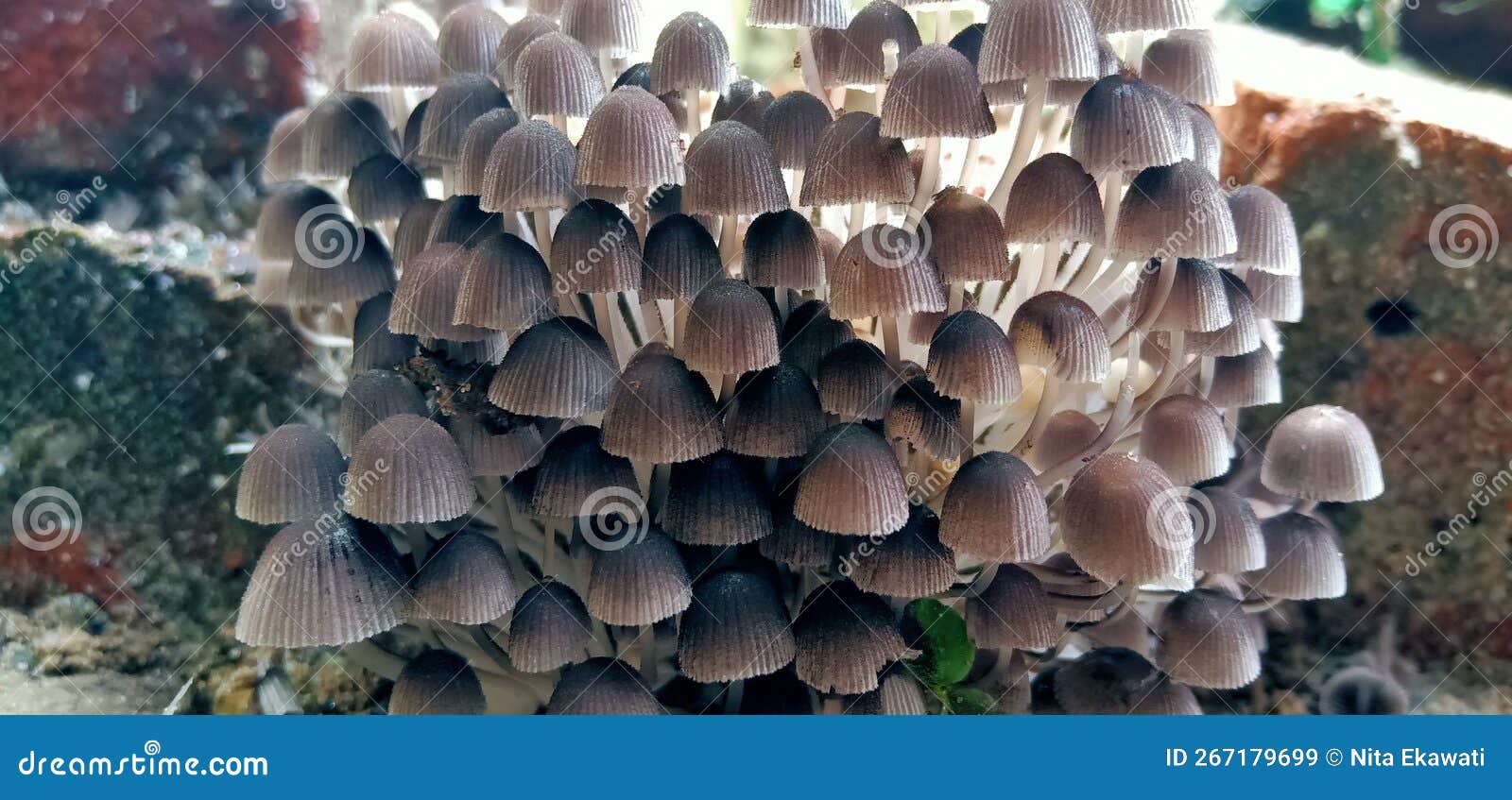 Mushrooms in the yard stock image. Image of soil, produce 267179699