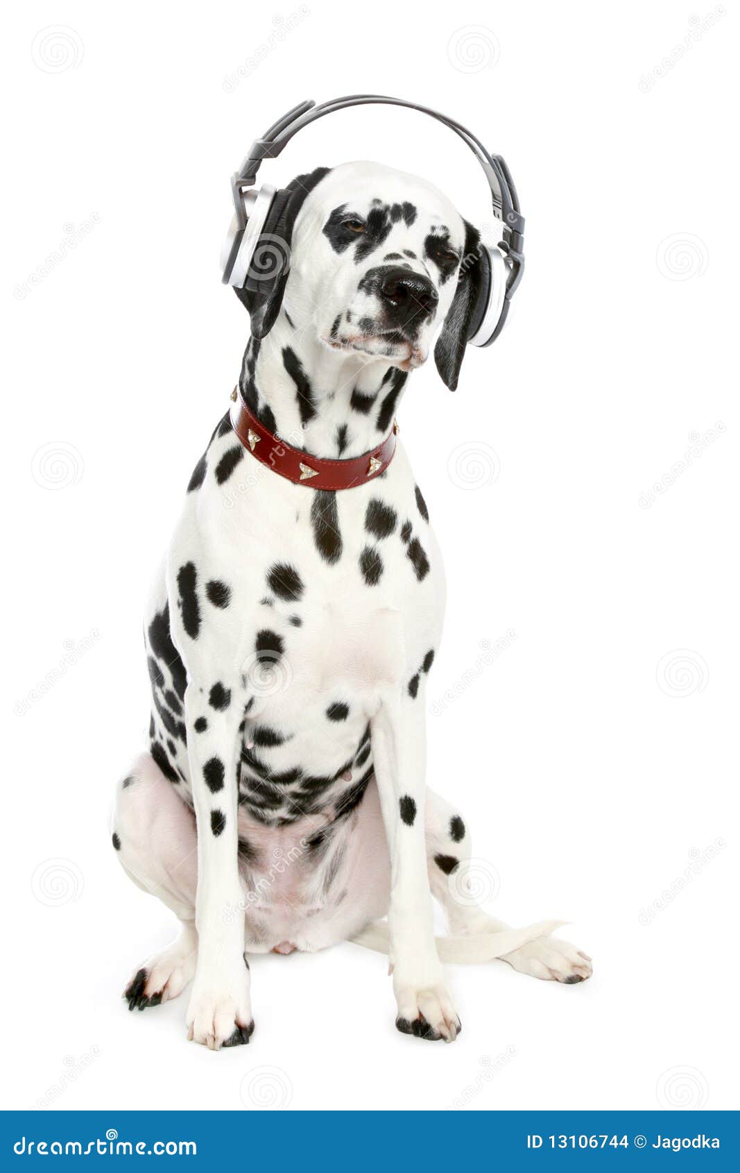 Musical dog stock photo. Image of rhythm, portrait, player 13106744
