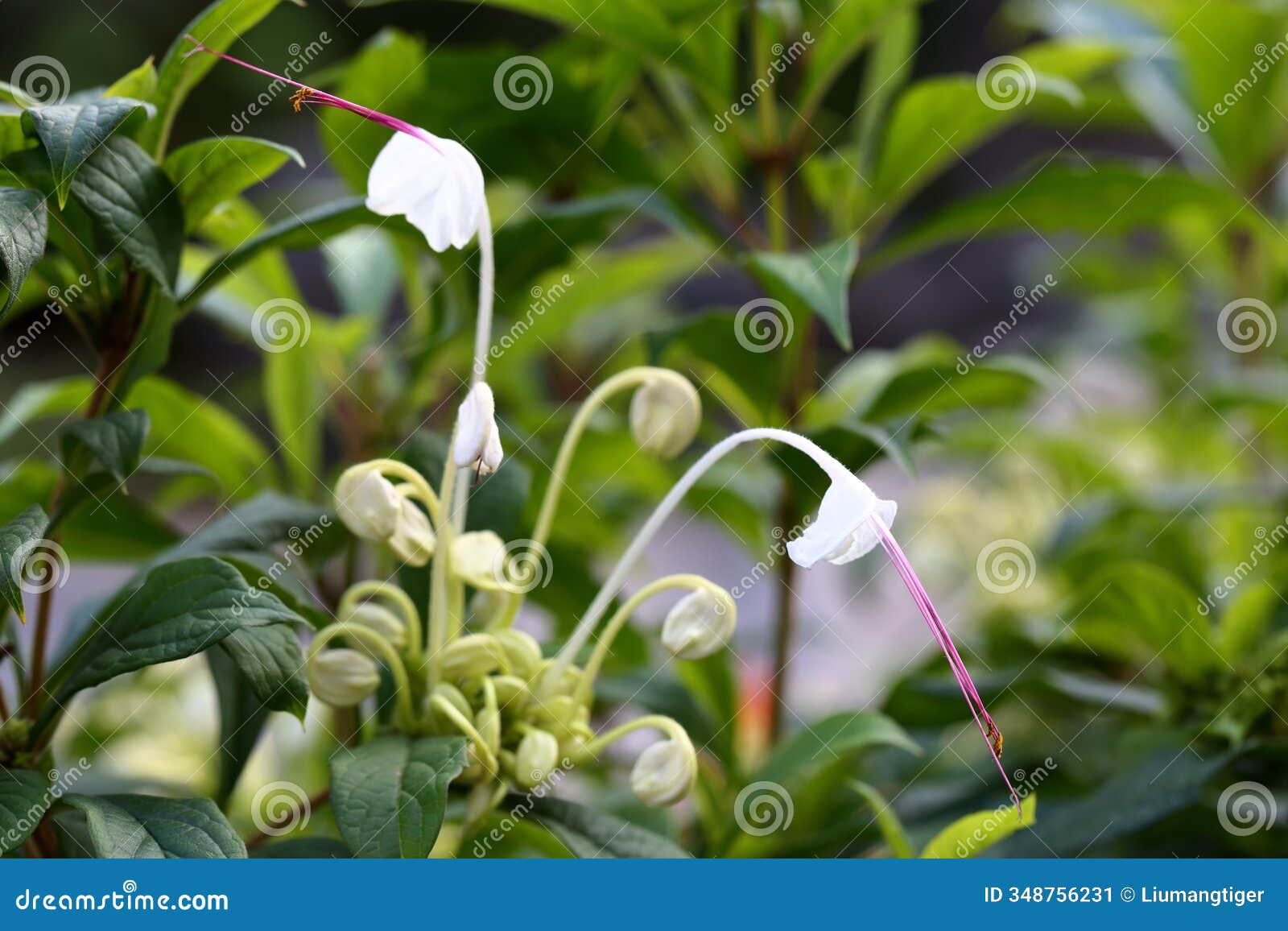 the musical note flowers and buds