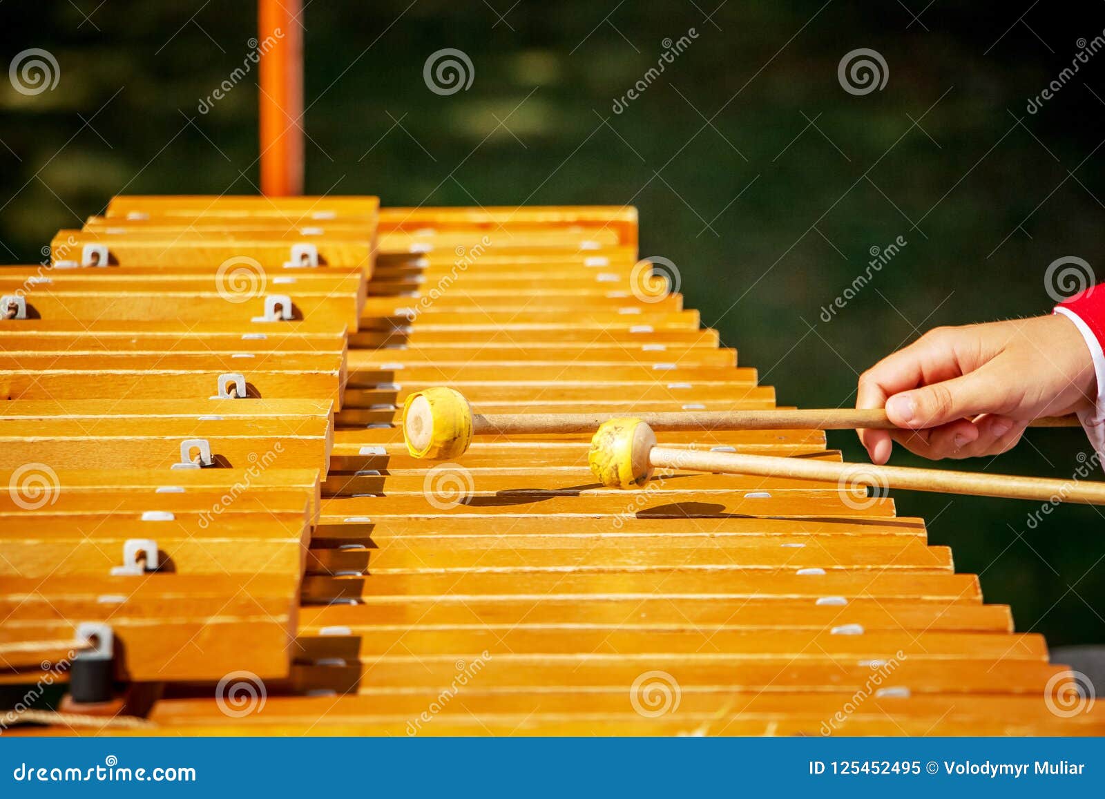 The Musician Playson on the Xylophone. Concert Using Percussion Stock