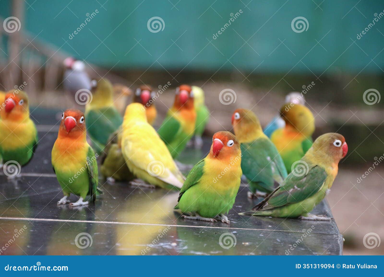 musk bird with the scientific name melopsittacus undulatus.