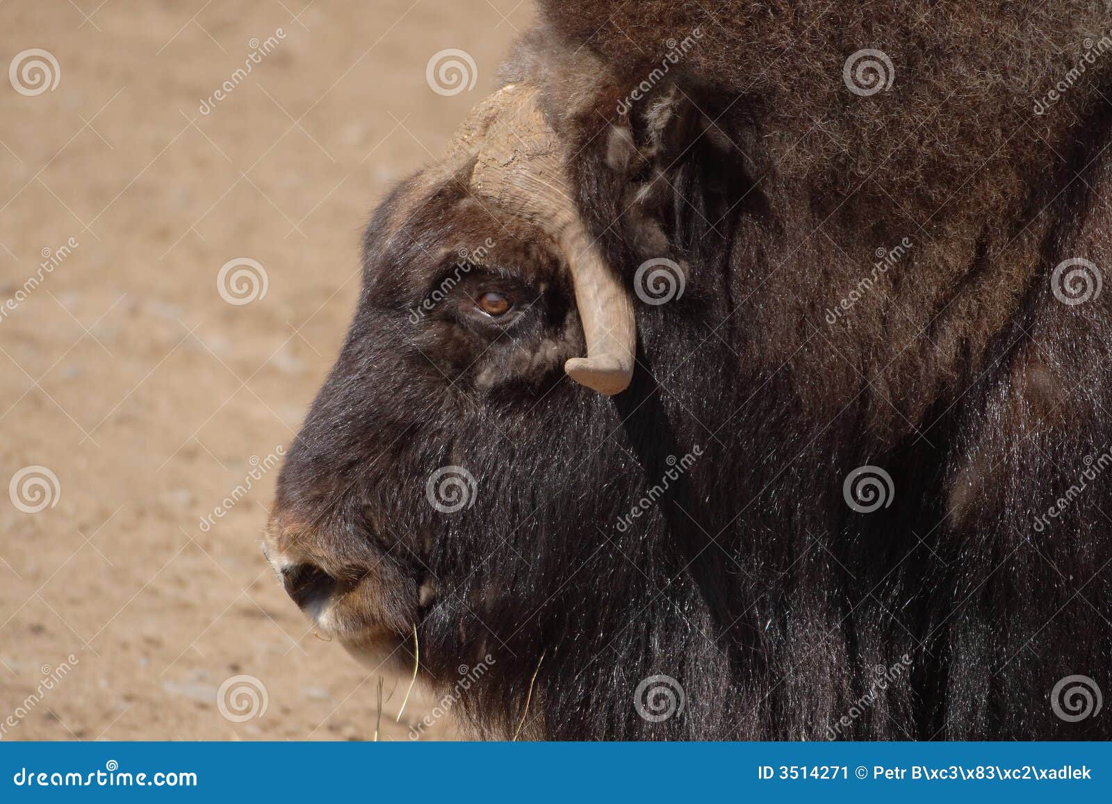 MUSK OX stock image. Image of shaggy, wild, grass, mammal 3514271