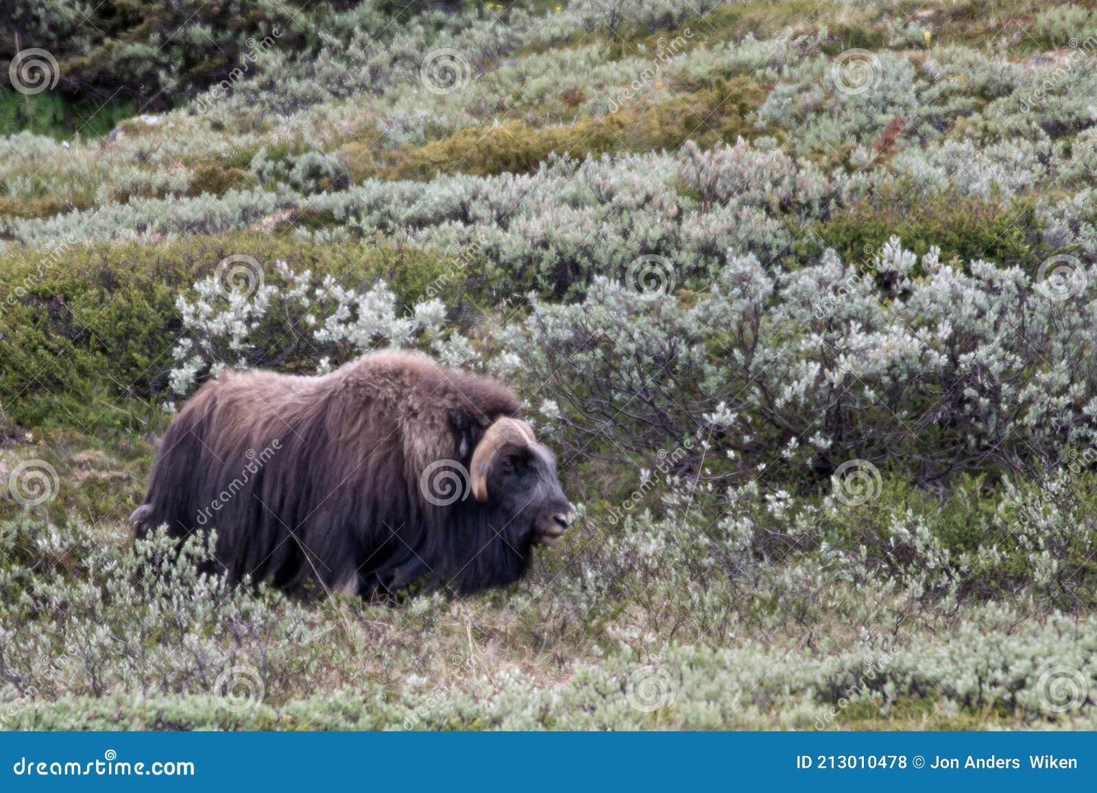 Musk Ox in Dovre National Park in Norway. Stock Photo - Image of cold,  animal: 213010478