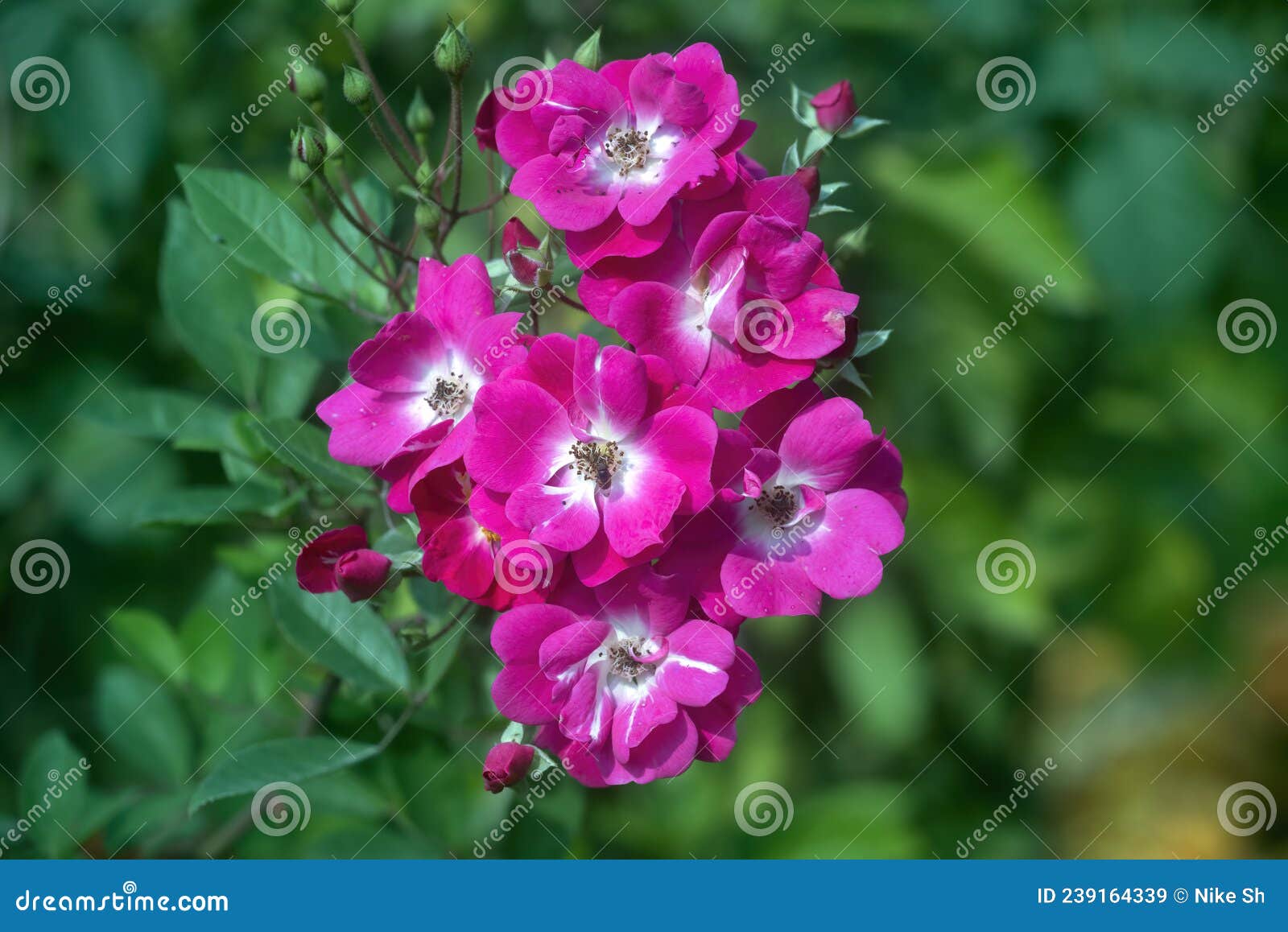 Musk rose flowers stock image. Image of bloom, rosa - 239164339