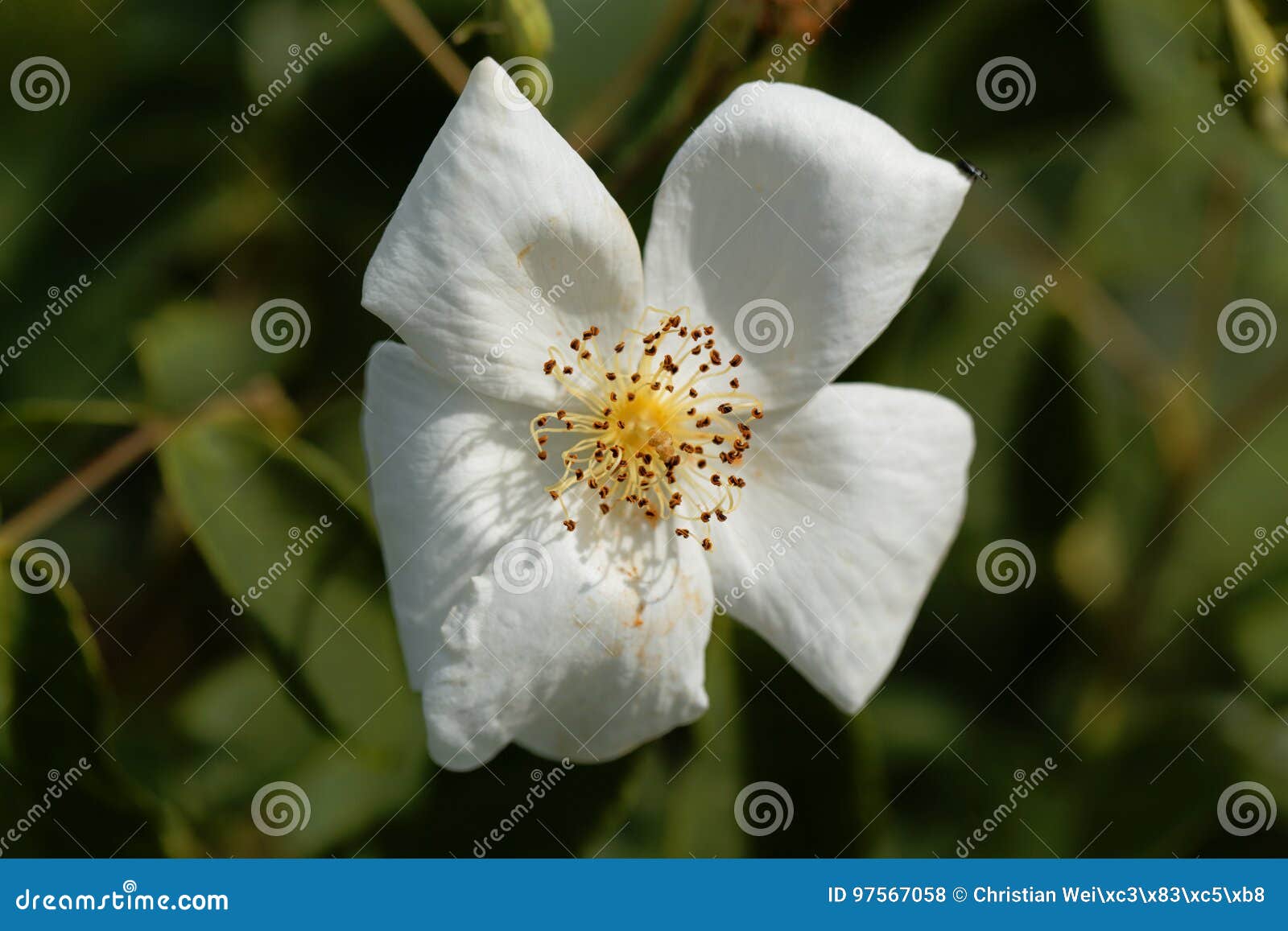Musk rose Rosa moschata stock photo. Image of close, macro 97567058