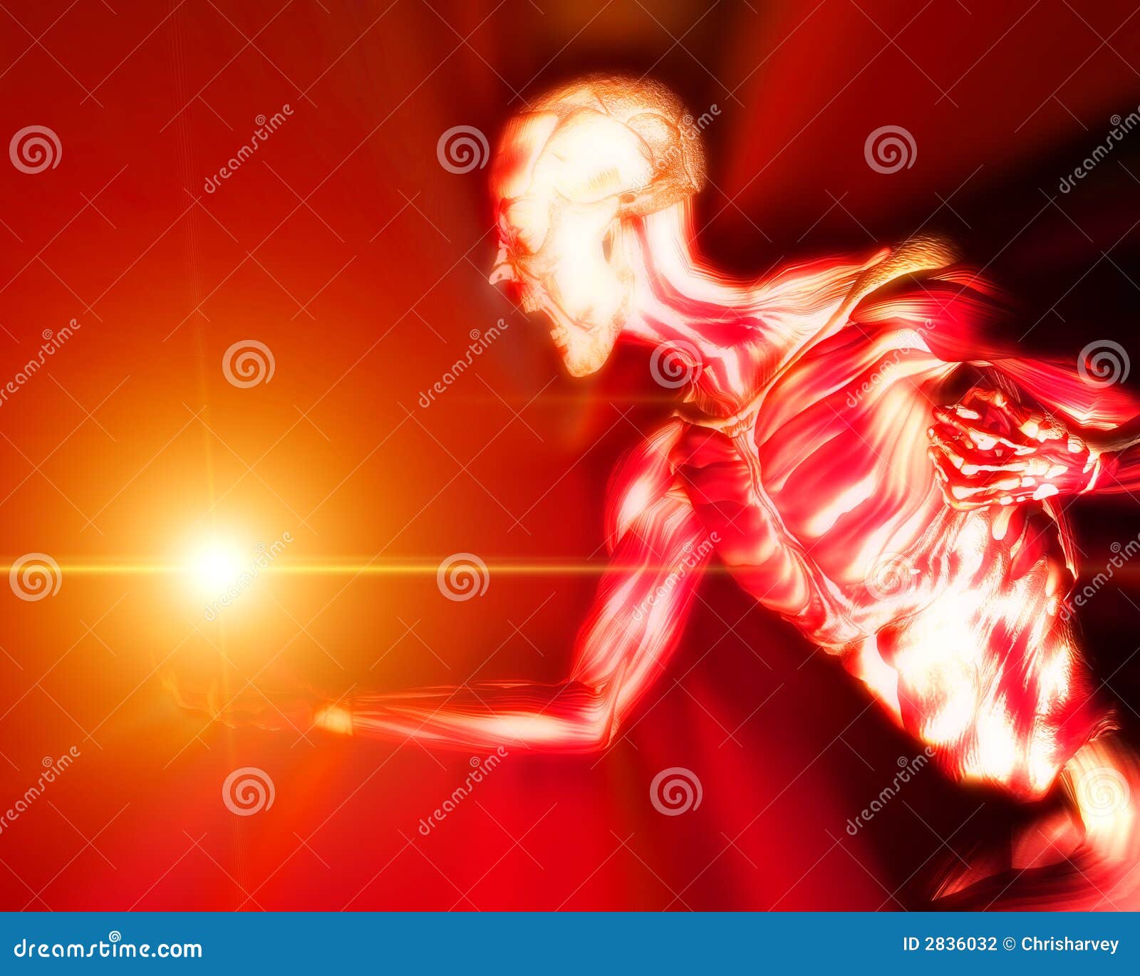Muskeln auf menschlichem Körper 12. Ein Bild eines Mannes ohne irgendeine Haut, ein nützliches Bild für medizinische in Verbindung stehende Bilder oder Halloween.