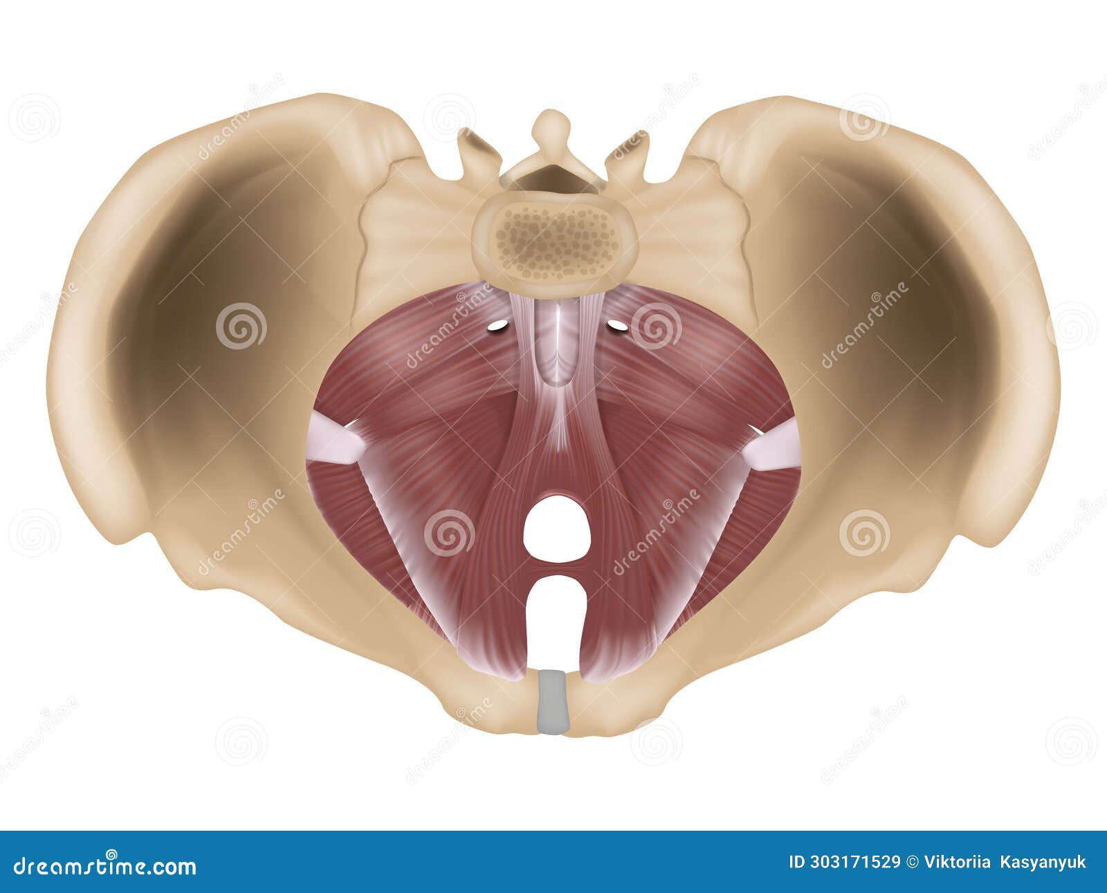 Beckenbodentrainer Für Männer - Hüftstärkungsgerät Für Zu Hause
