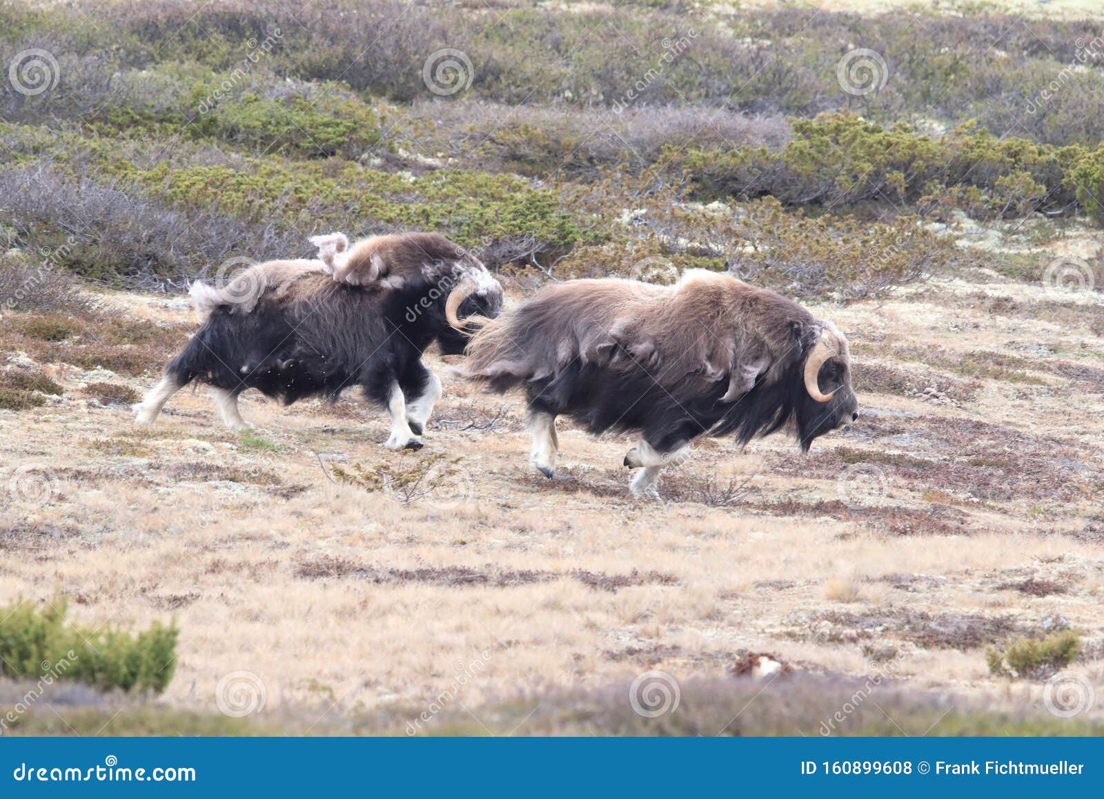 muskox in dovrefjell national park, norway