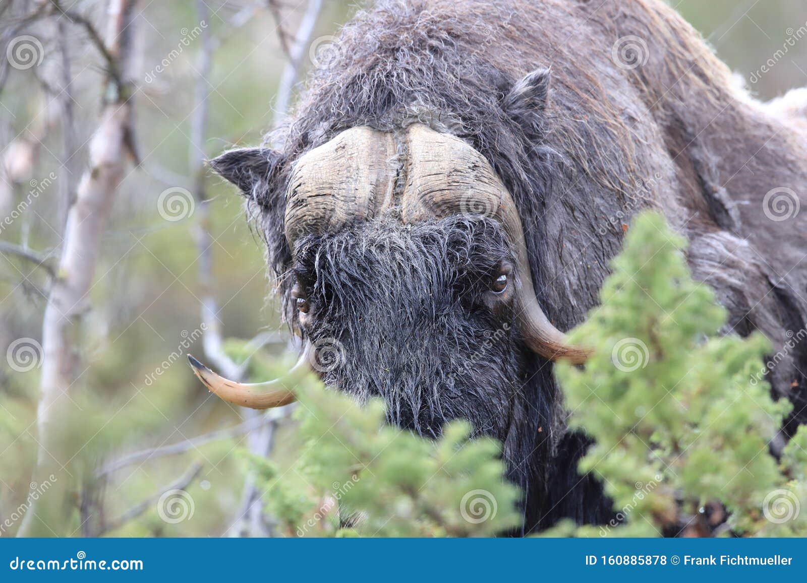 muskox in dovrefjell national park, norway