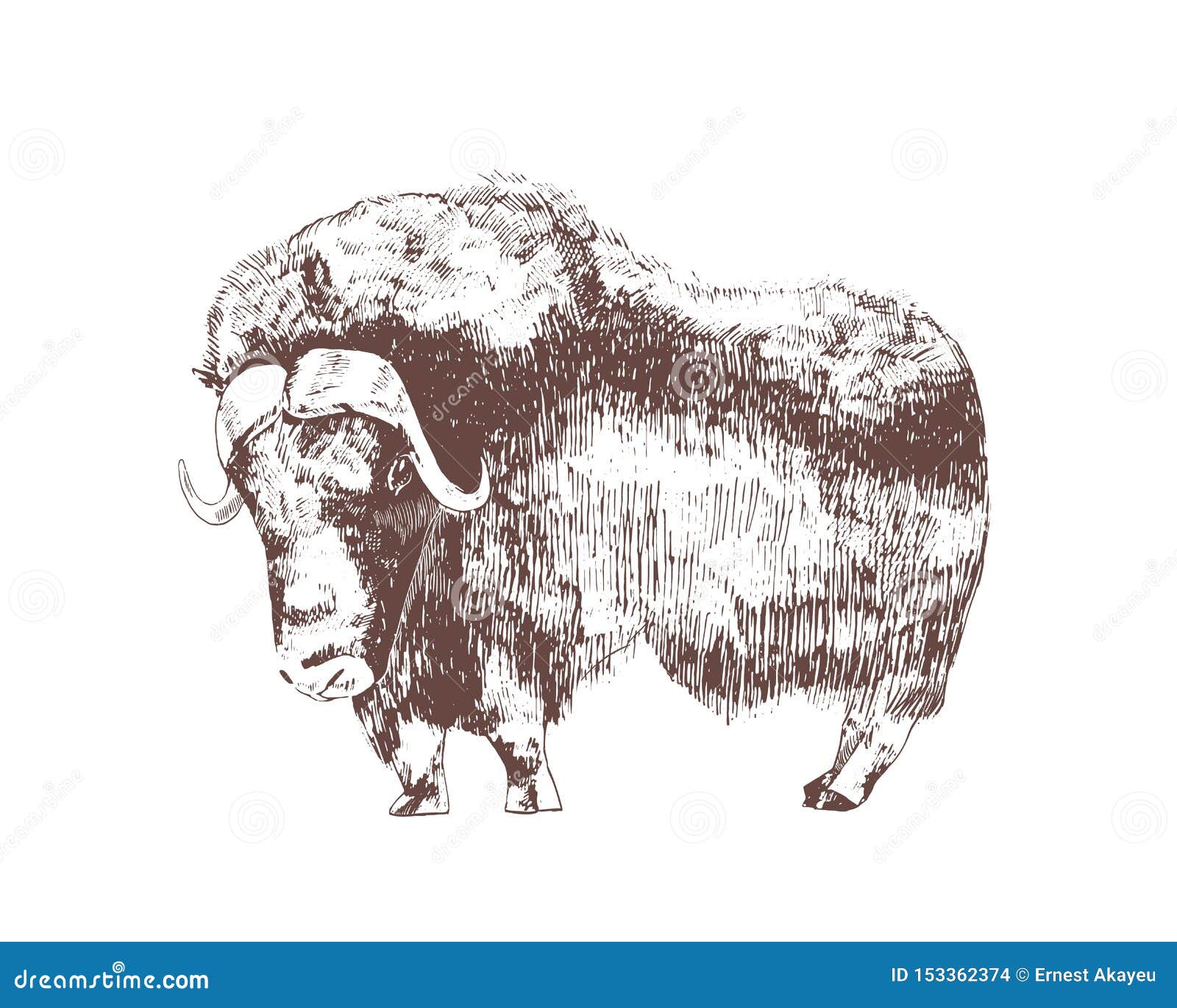 muskox hand drawn with contour lines on white background. monochrome sketch drawing of herbivorous hoofed bovine animal