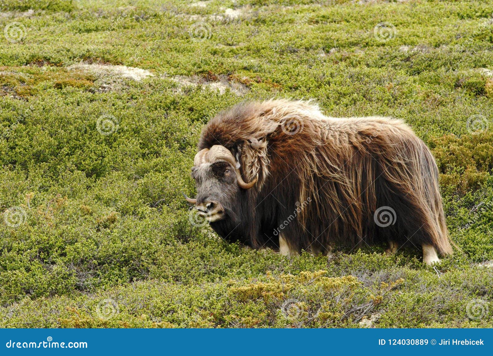Muskox Ovibos Moschatus. Musk Ox Bull Peacefully Standing on Grass in  Greenland Stock Image - Image of brown, background: 124030889