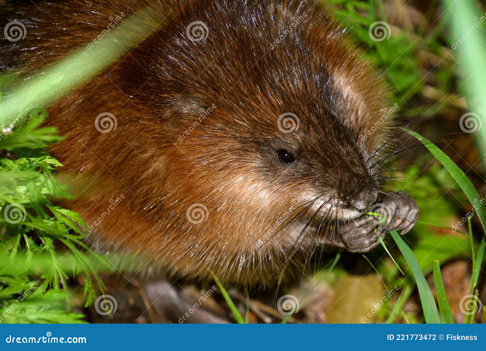 A Muskrat Chewing a Blade of Grass. Stock Photo Image of river, claw