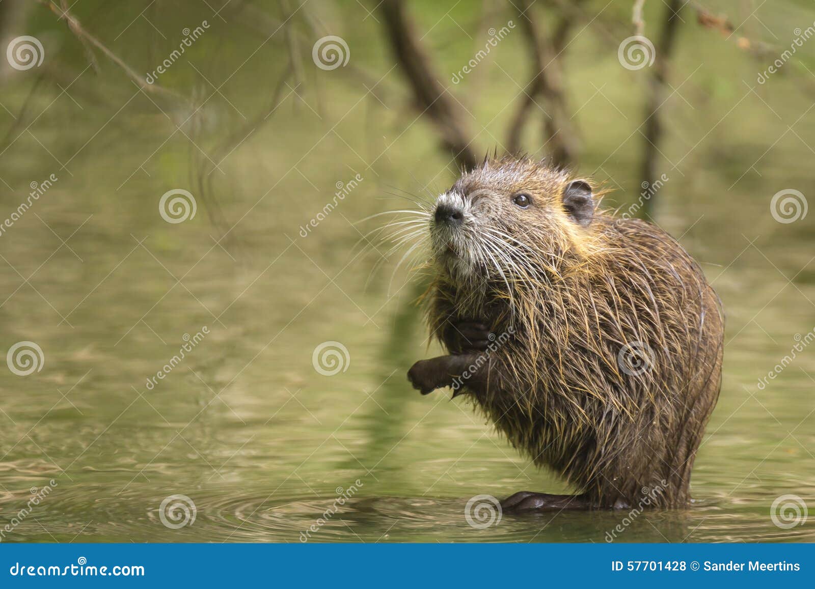 Muskrat het verbergen tussen wortels. Muskrat in het water die tussen wortels van een boom in moerasland verbergen