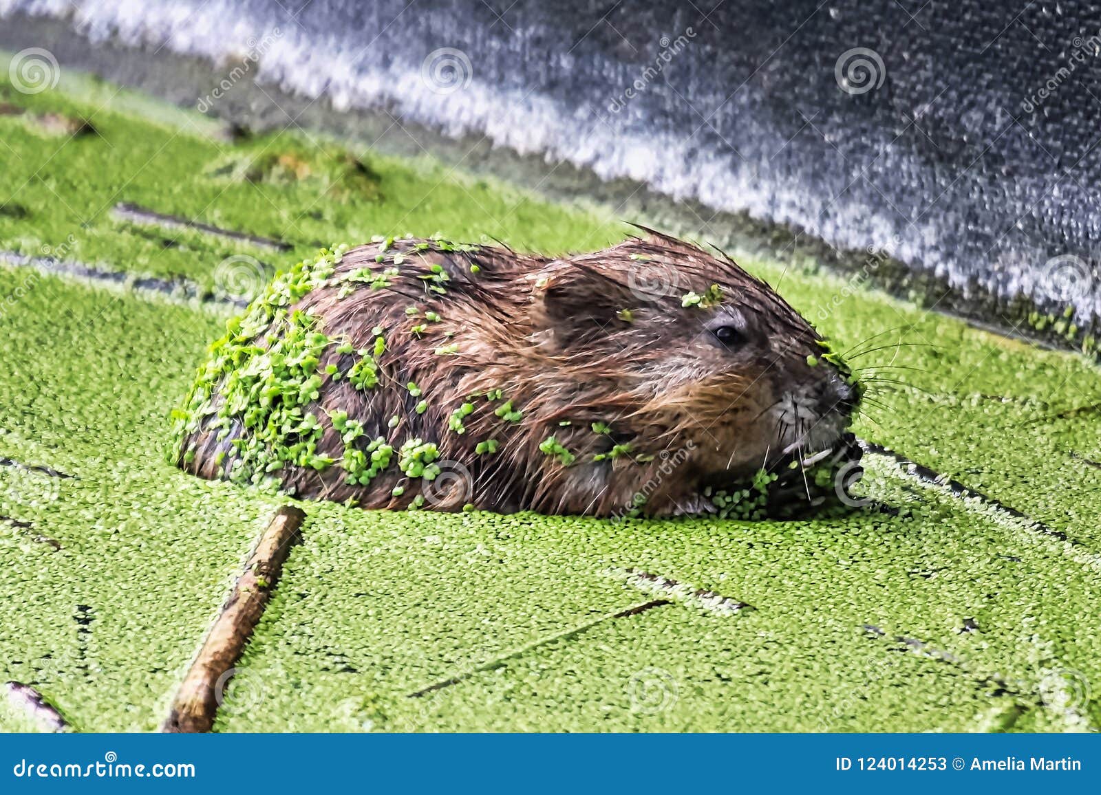 A muskrat from the side covered in green duckweed.