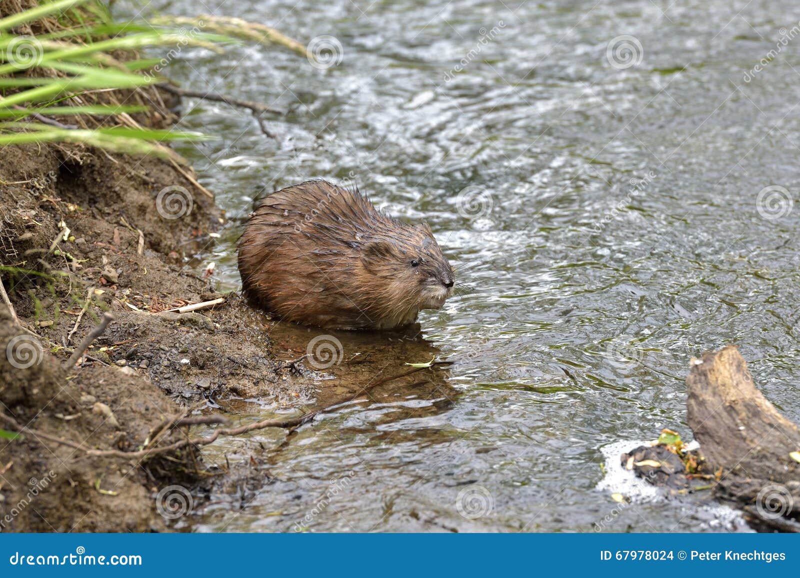 Muskrat stock photo. Image of wild, water, vole, bach - 67978024