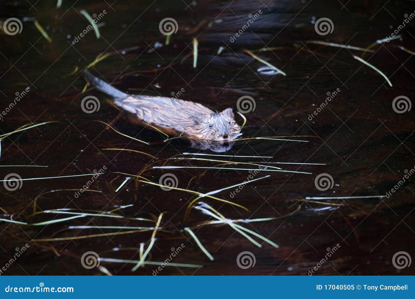 Muskrat swimming in a pond stock image. Image of water - 17040505