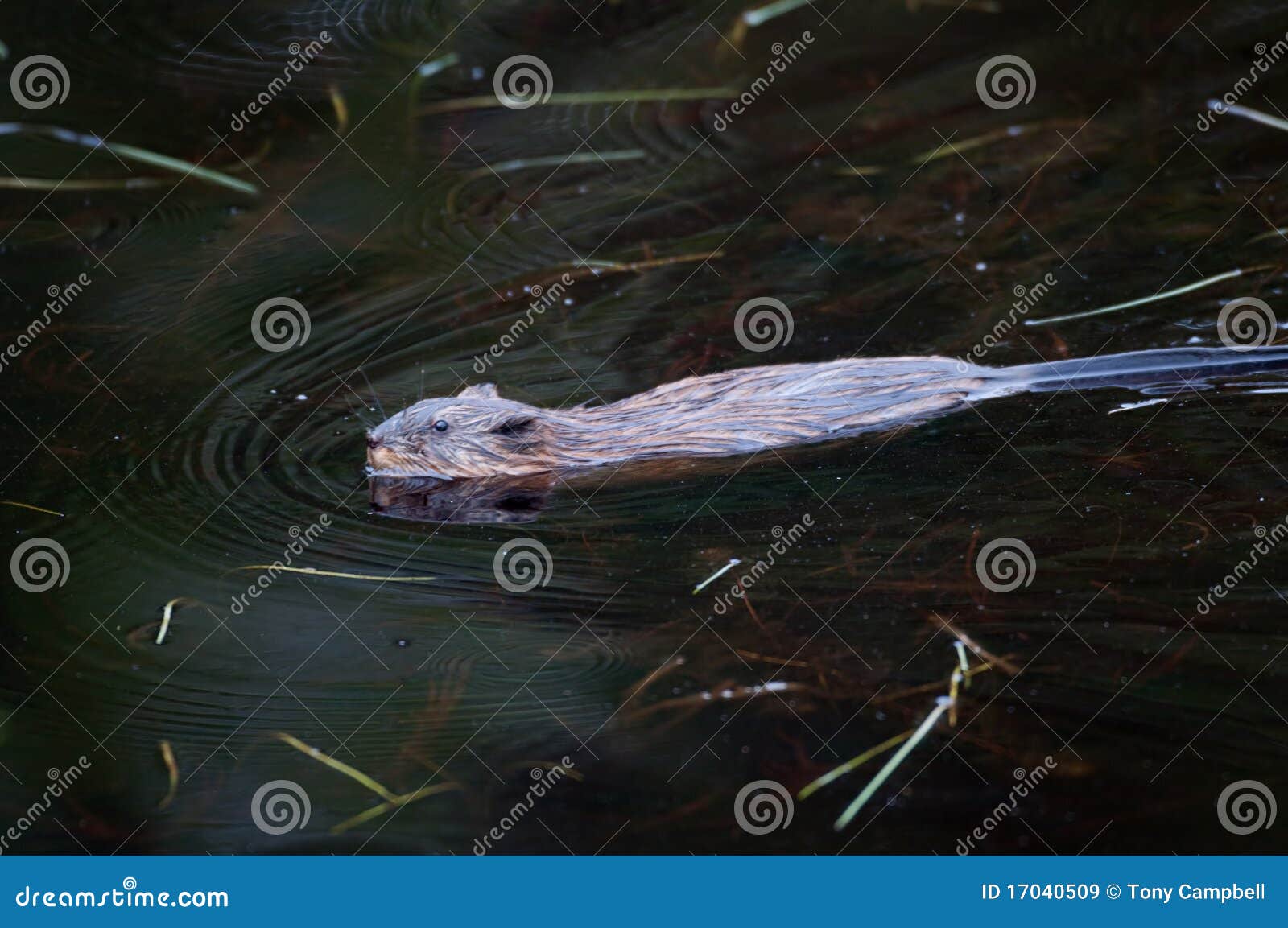 Muskrat swimming in a pond stock image. Image of muskrat - 17040509