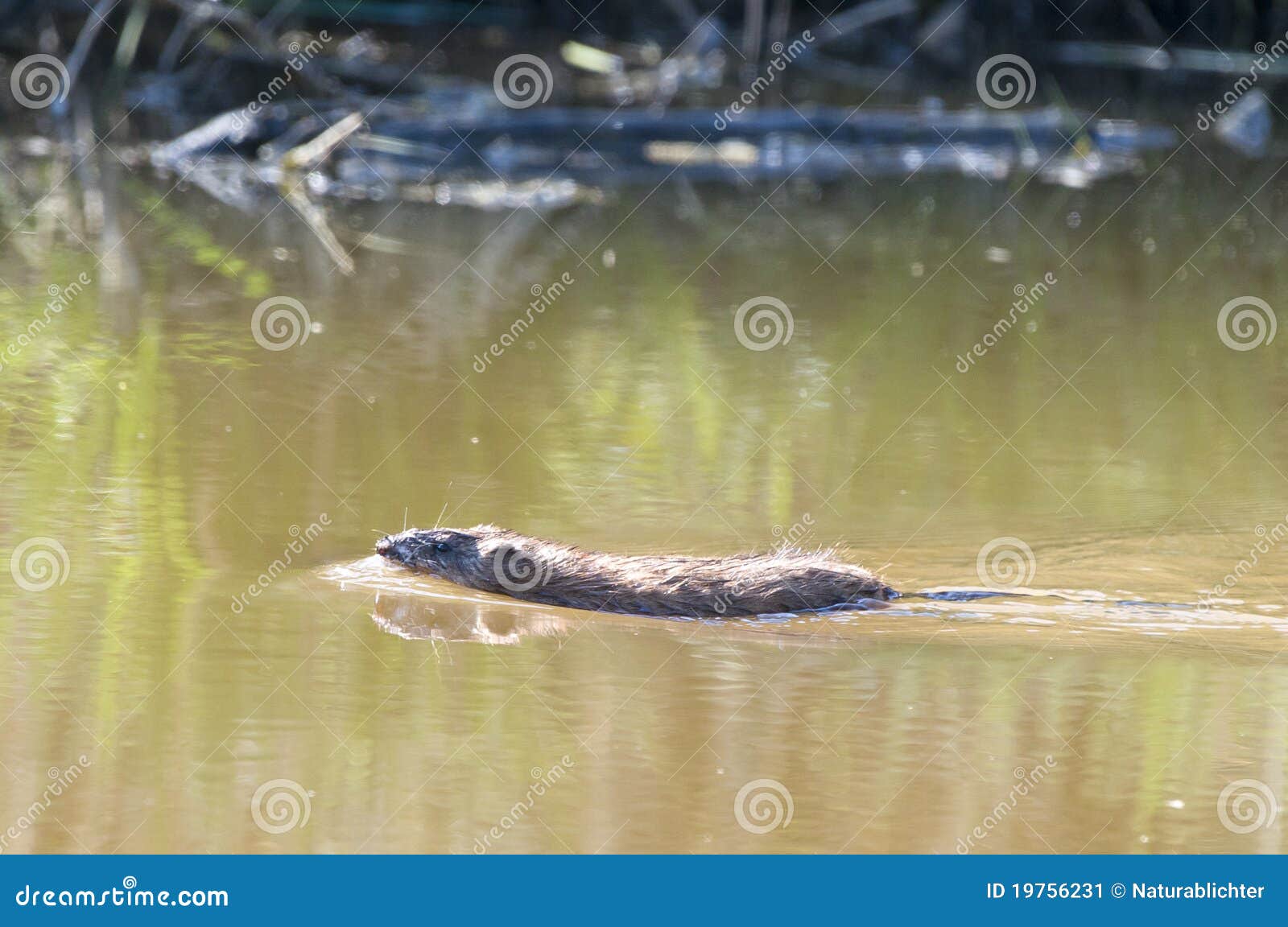 Muskrat swimming in river stock image. Image of nature - 19756231
