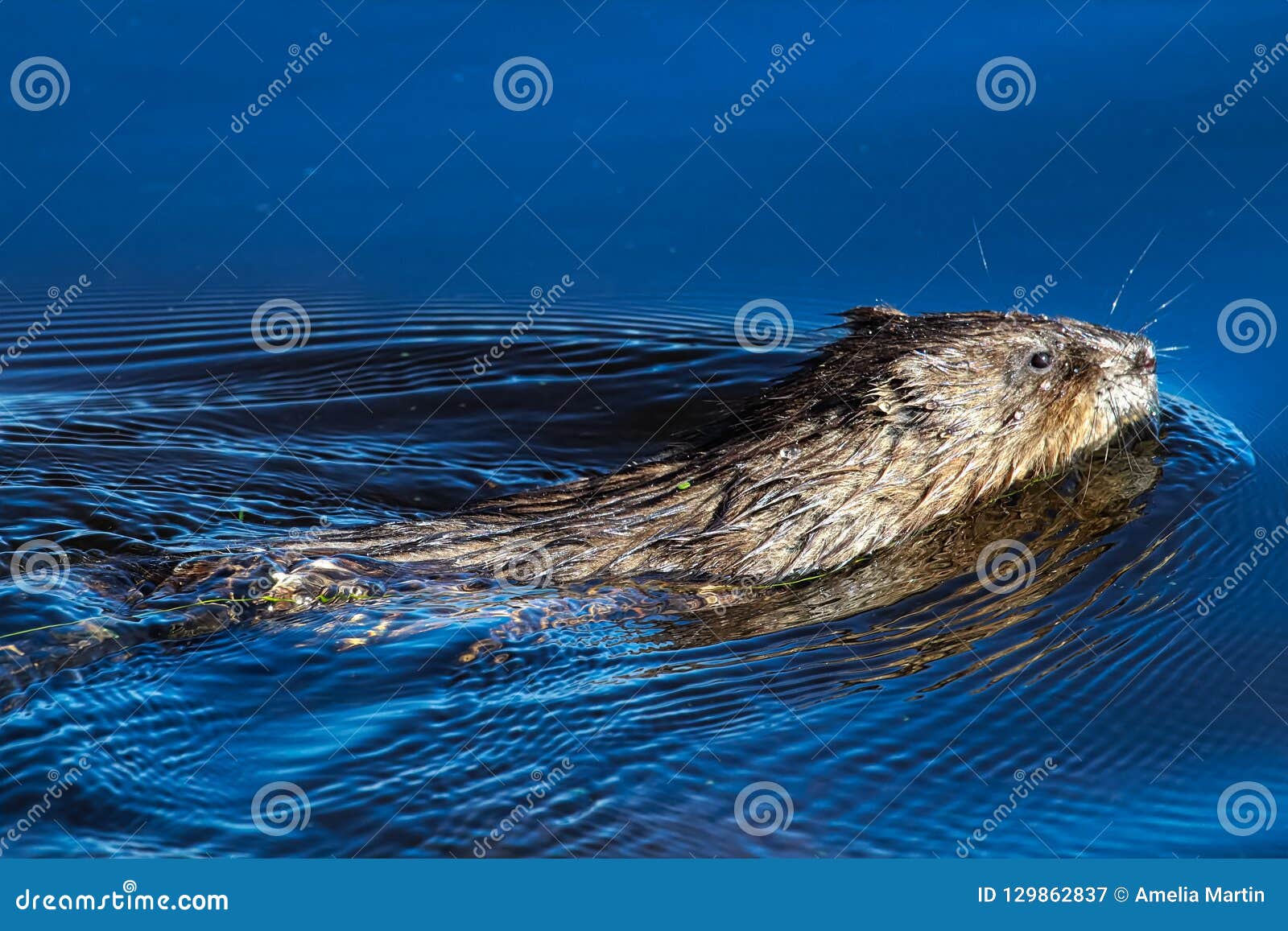 A Muskrat Swimming in Vibrant Blue Water Stock Image - Image of