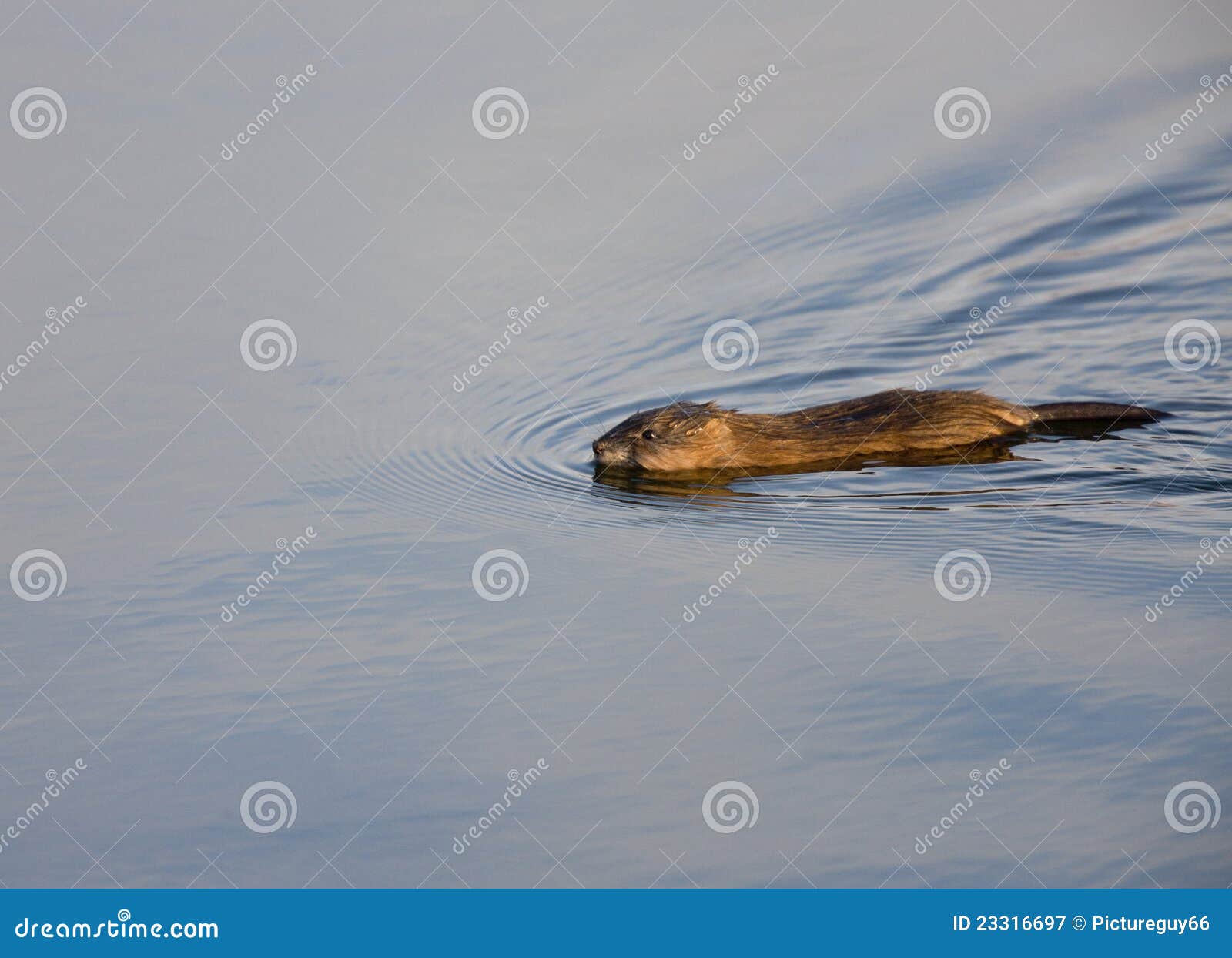 Muskrat Swimming in Winter stock image. Image of face - 23316697