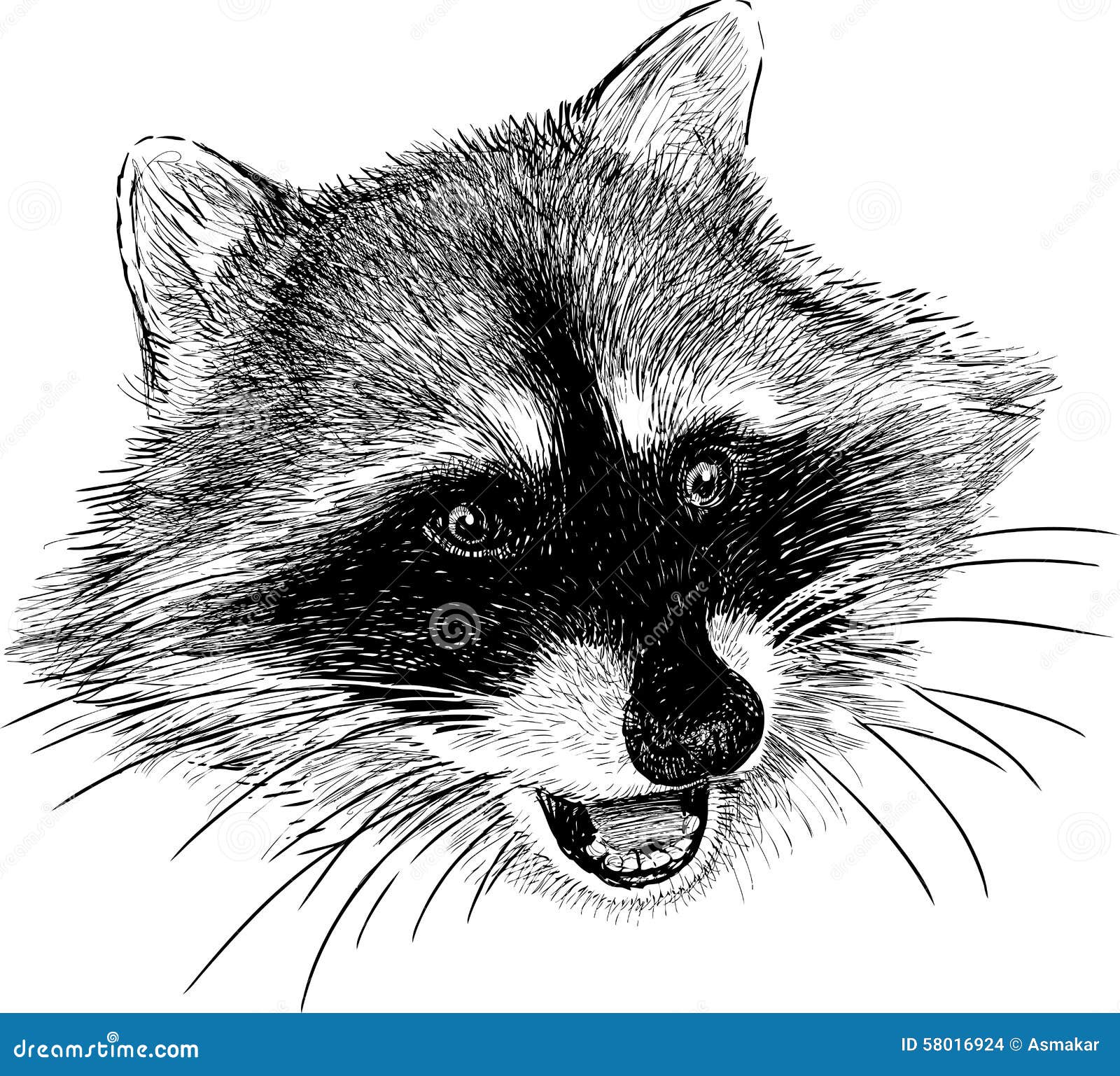 Muso del procione Immagini Stock