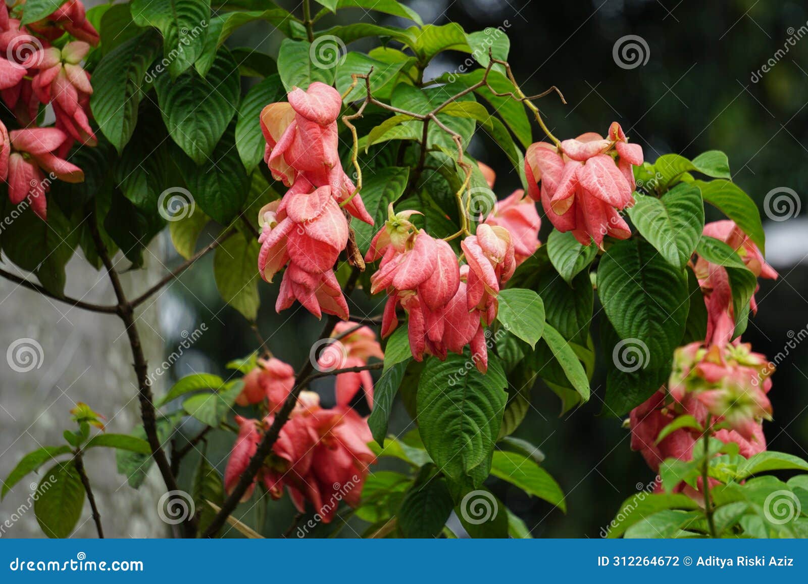 mussaenda pubescens with a natural background. also called nusa indah, ashanti blood, tropical dogwood