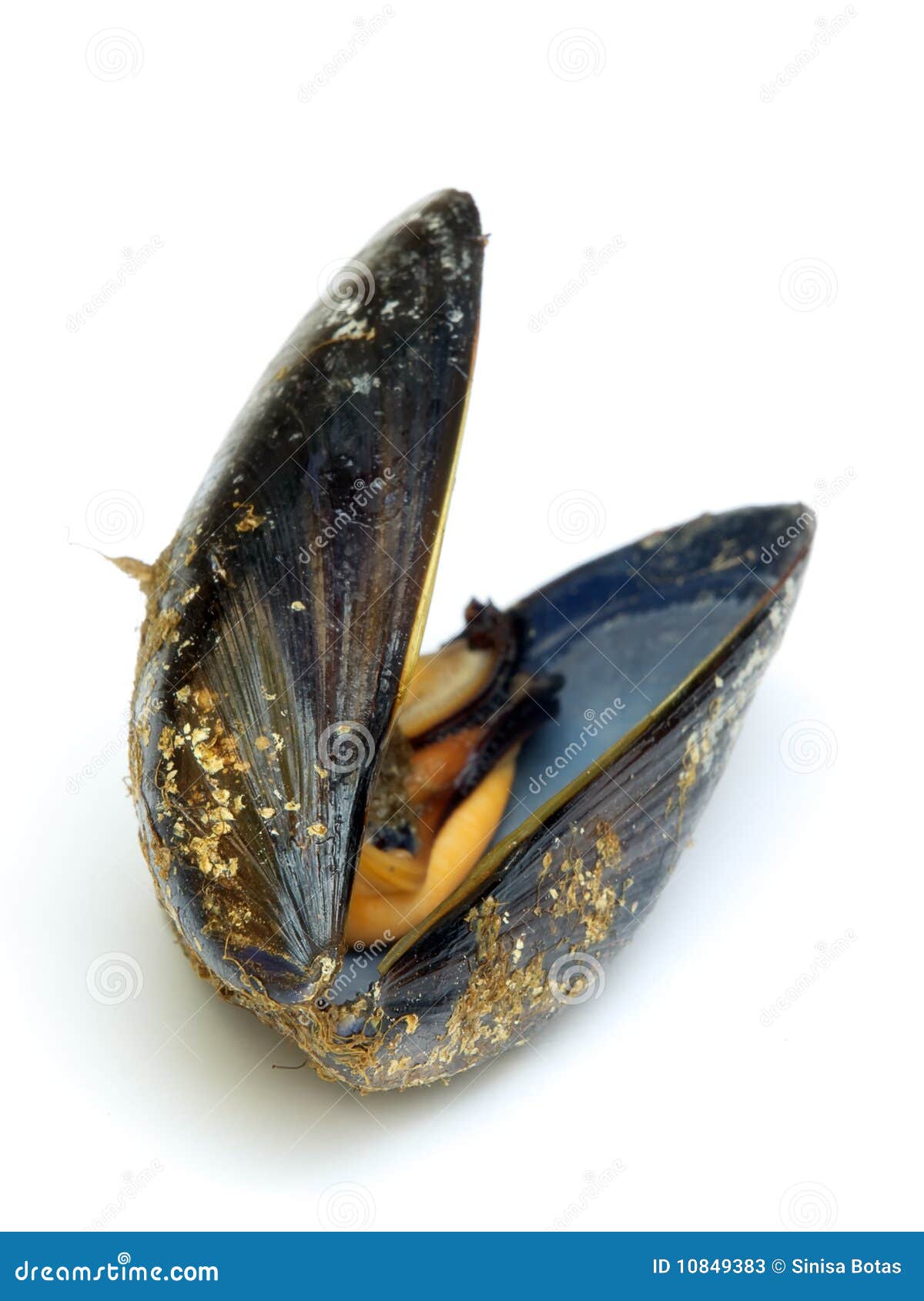Mussel stock image. Image of mollusc, cooking, mussel 10849383
