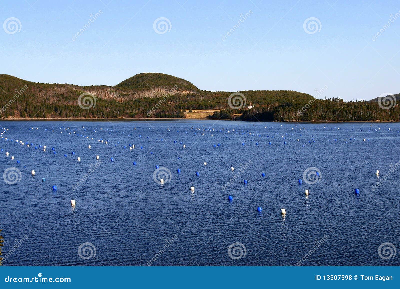 Mussel farm stock photo. Image of newfoundland, aquaculture 13507598
