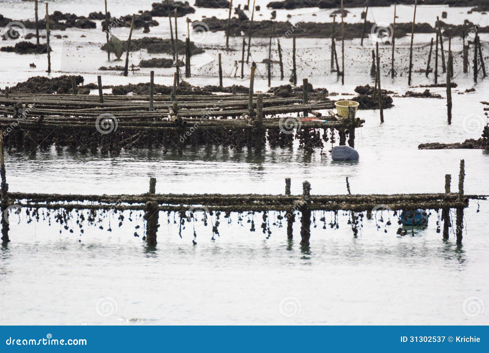Mussel farm stock image. Image of horizontal, lake, industry 31302537