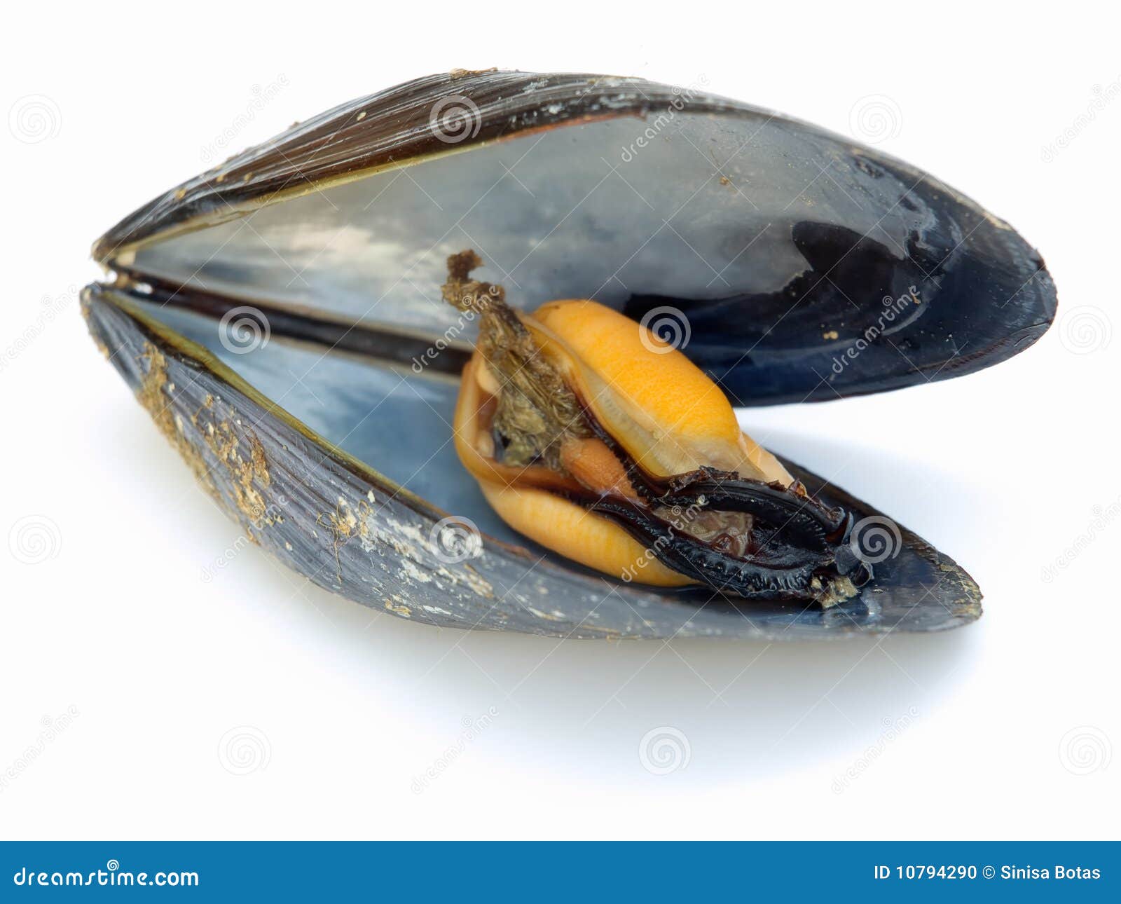 Mussel inside stock photo. Image of fresh, beach, meal 10794290