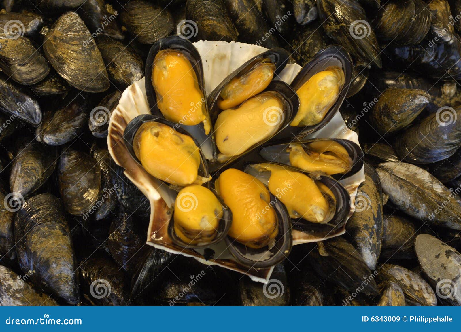 Mussels stock image. Image of seefood, vitamin, fresh 6343009