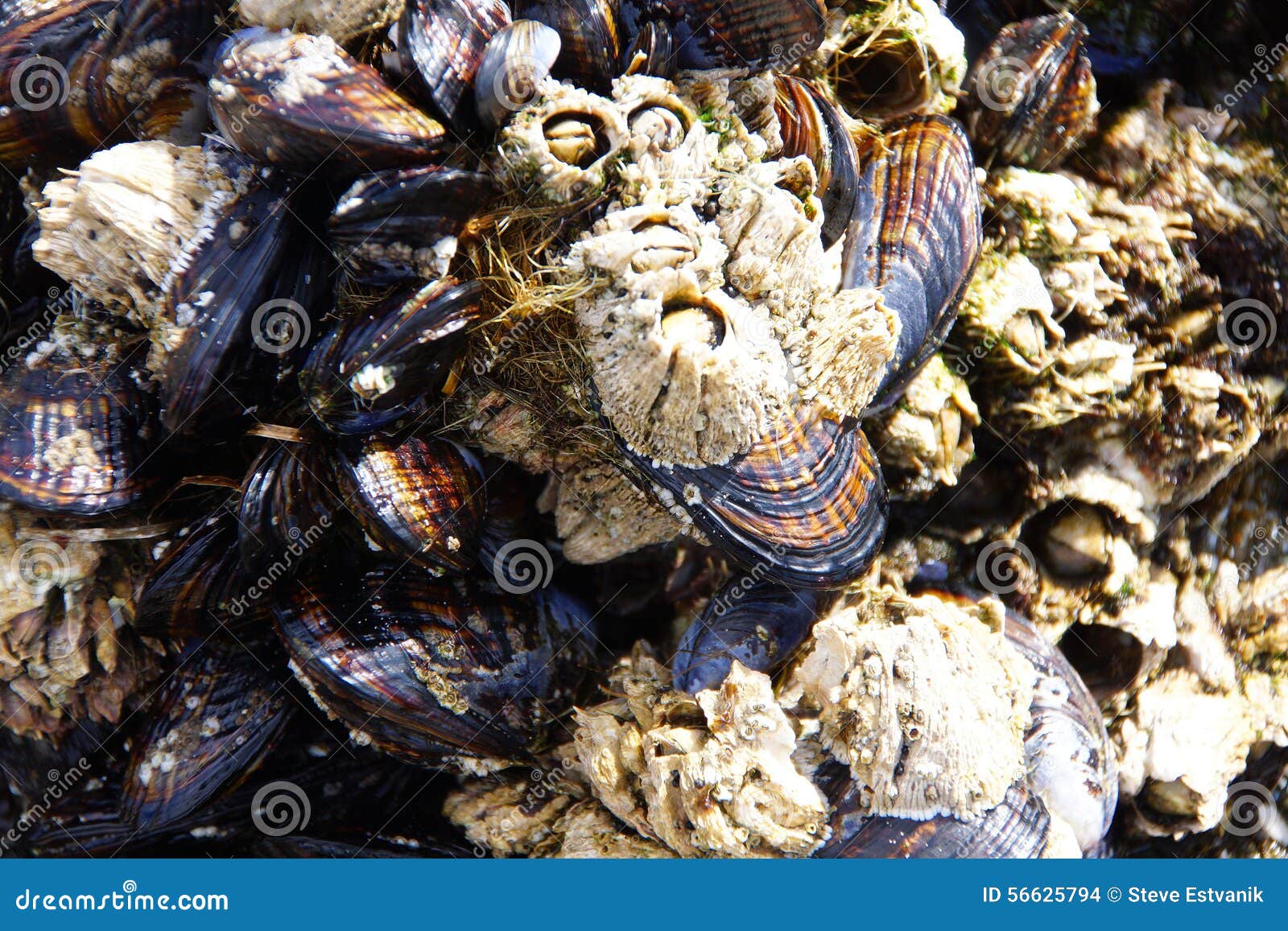 Mussels and barnacle stock photo. Image of ocean, crustacean 56625794