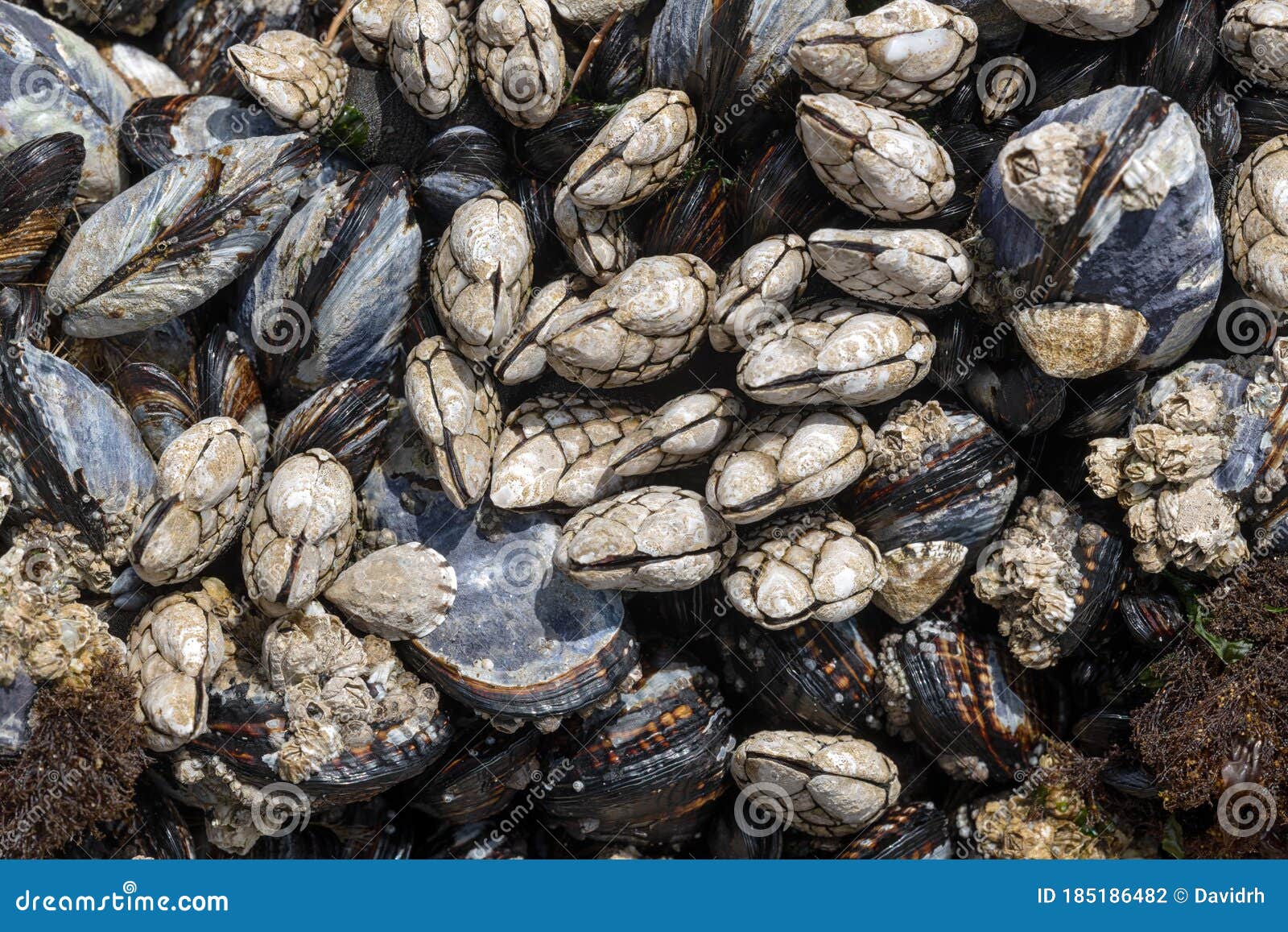 Mussels and Barnacles Close Up on the Oregon Coast, USA Stock Photo